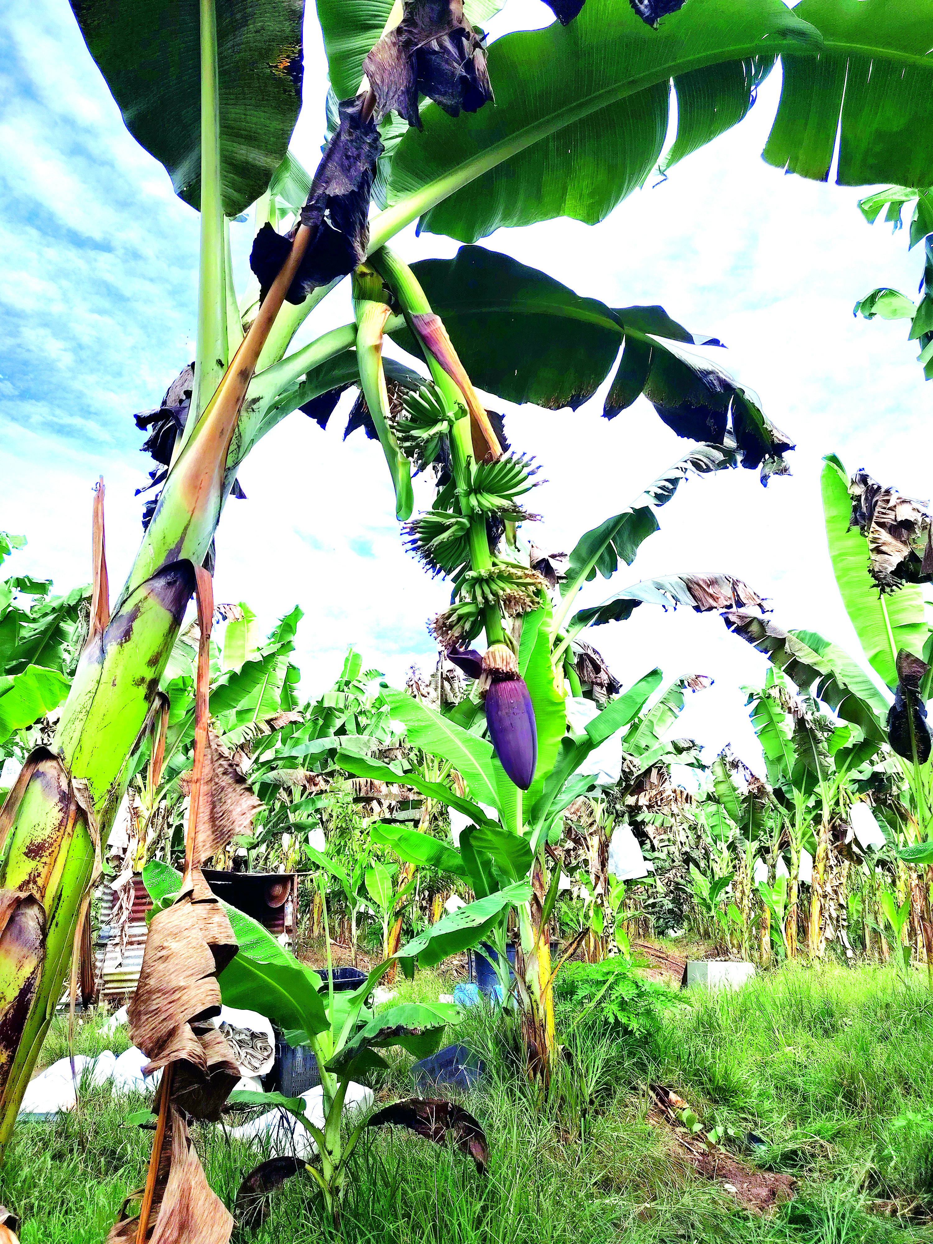 Harapan Baharu Petani dalam Industri Pisang - Agrimag