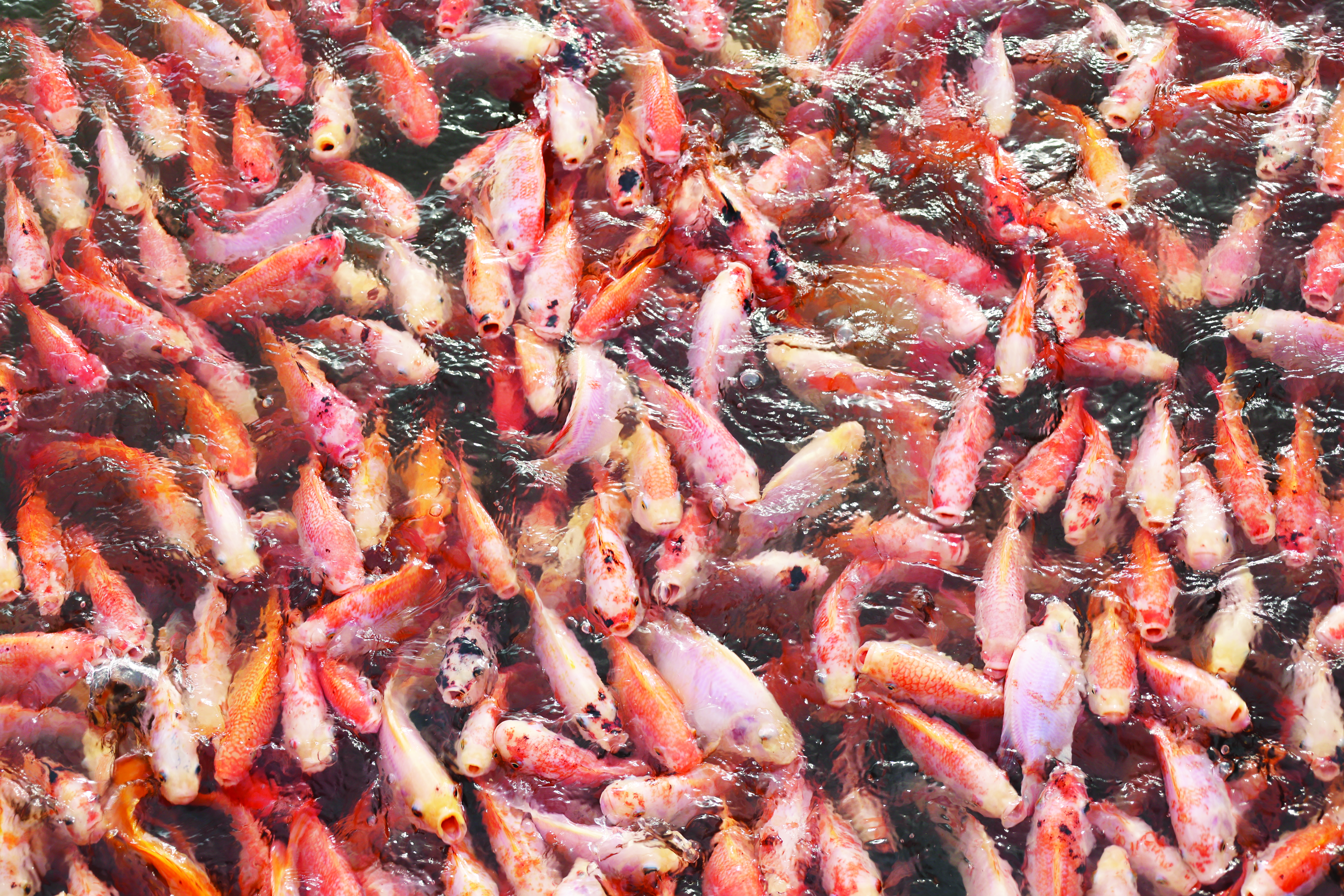 Pembajaan Air Sokong Penternakan Lestari - Agrimag