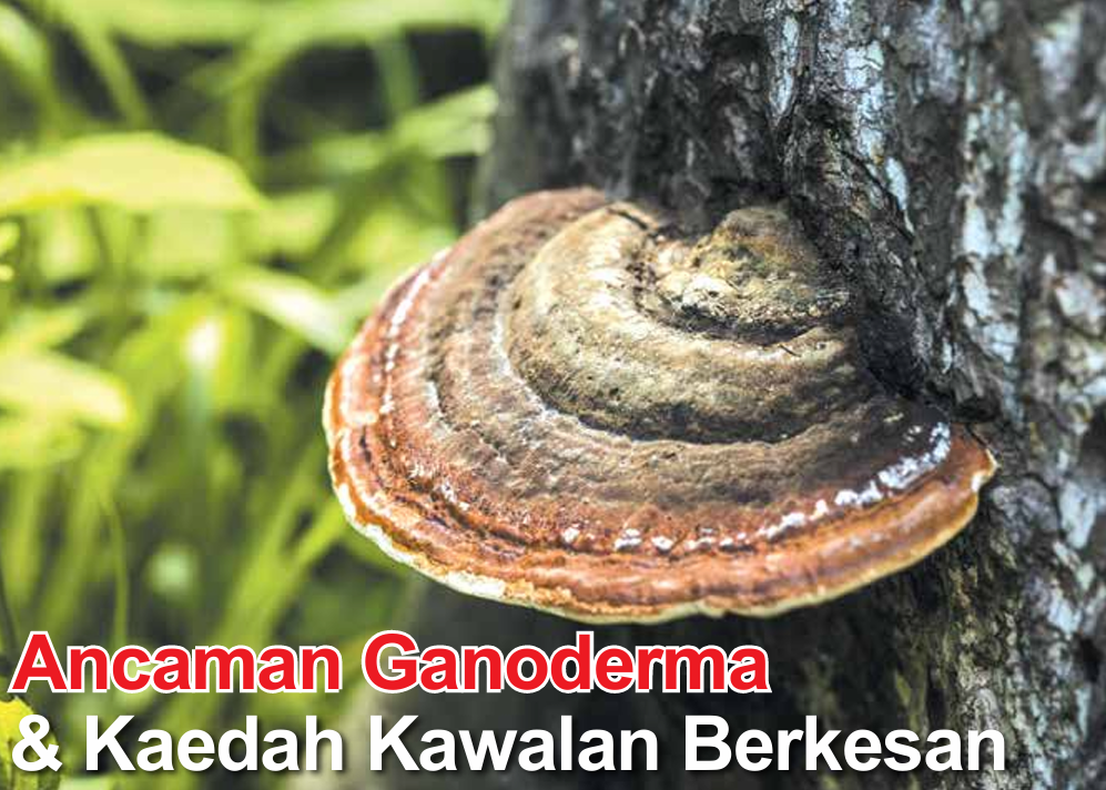Ancaman Ganoderma & Kaedah Kawalan Berkesan - Agrimag
