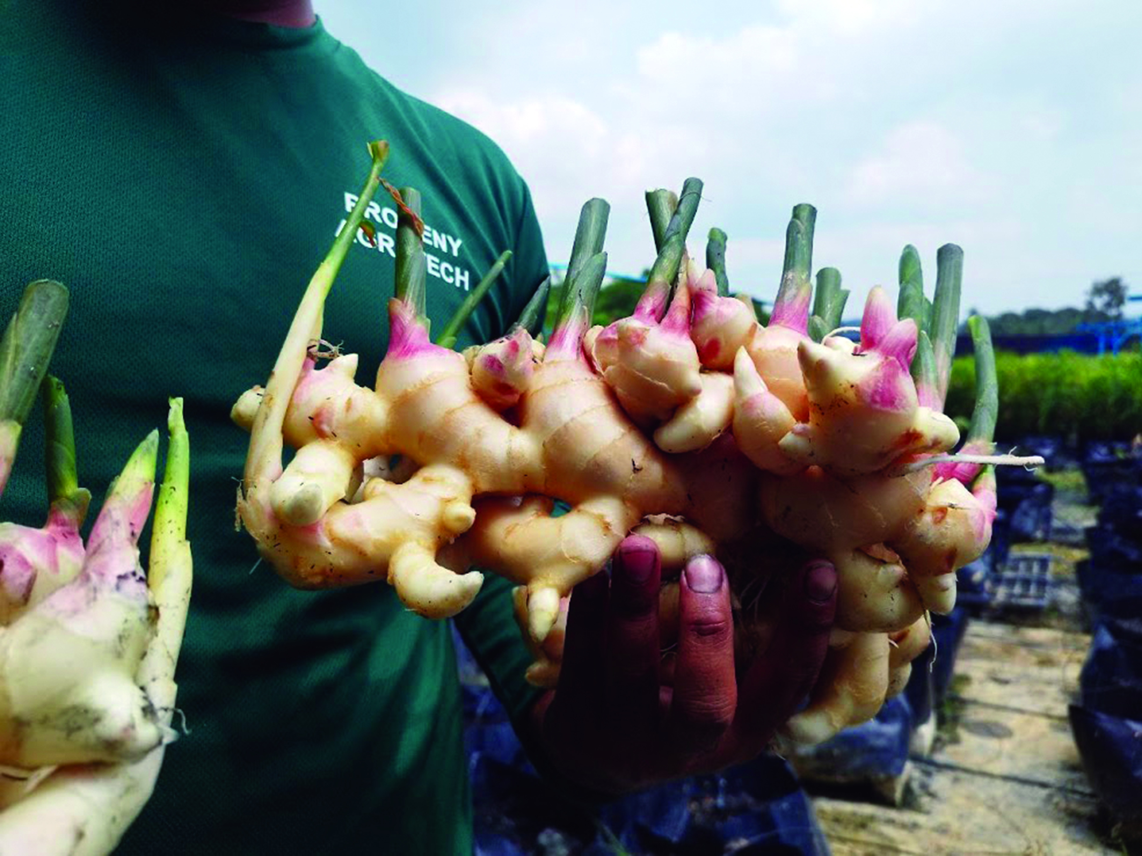 Tanam Halia Dalam Polibeg Kaedah Fertigasi - Agrimag