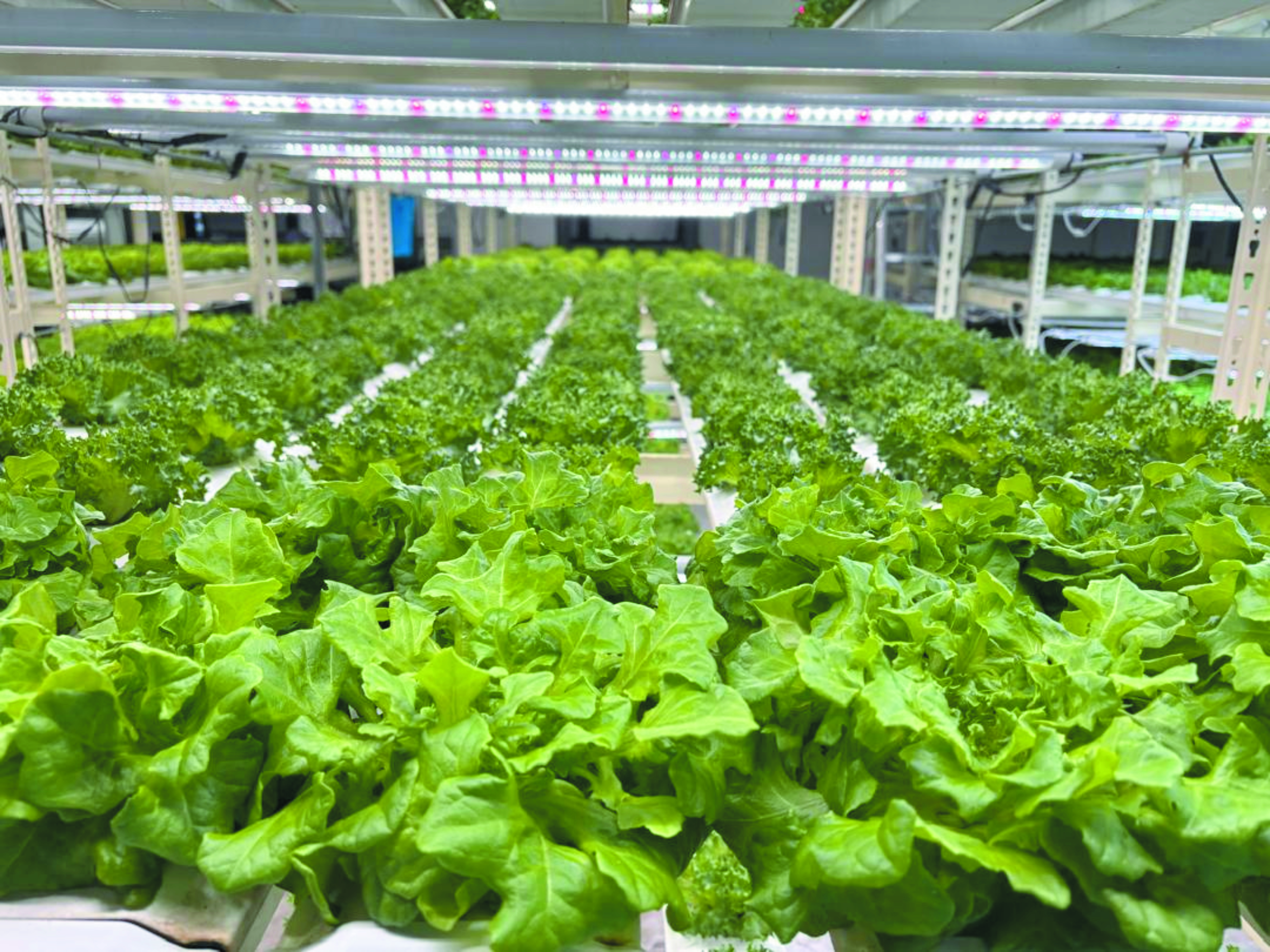 Berdikari dengan Bertani di Laman Sempit - Agrimag