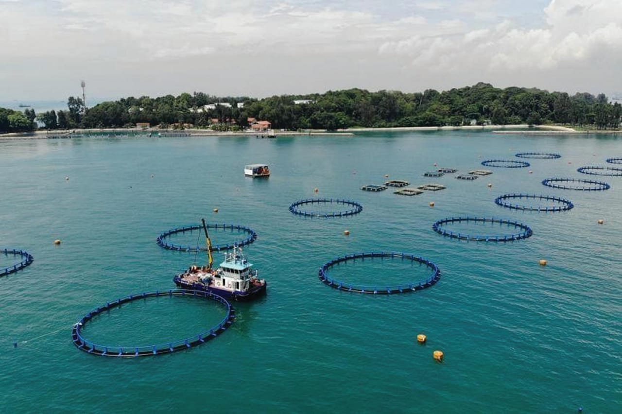 Barramundi Group Singapura Henti Pengeluaran Ikan Komersial - Agrimag