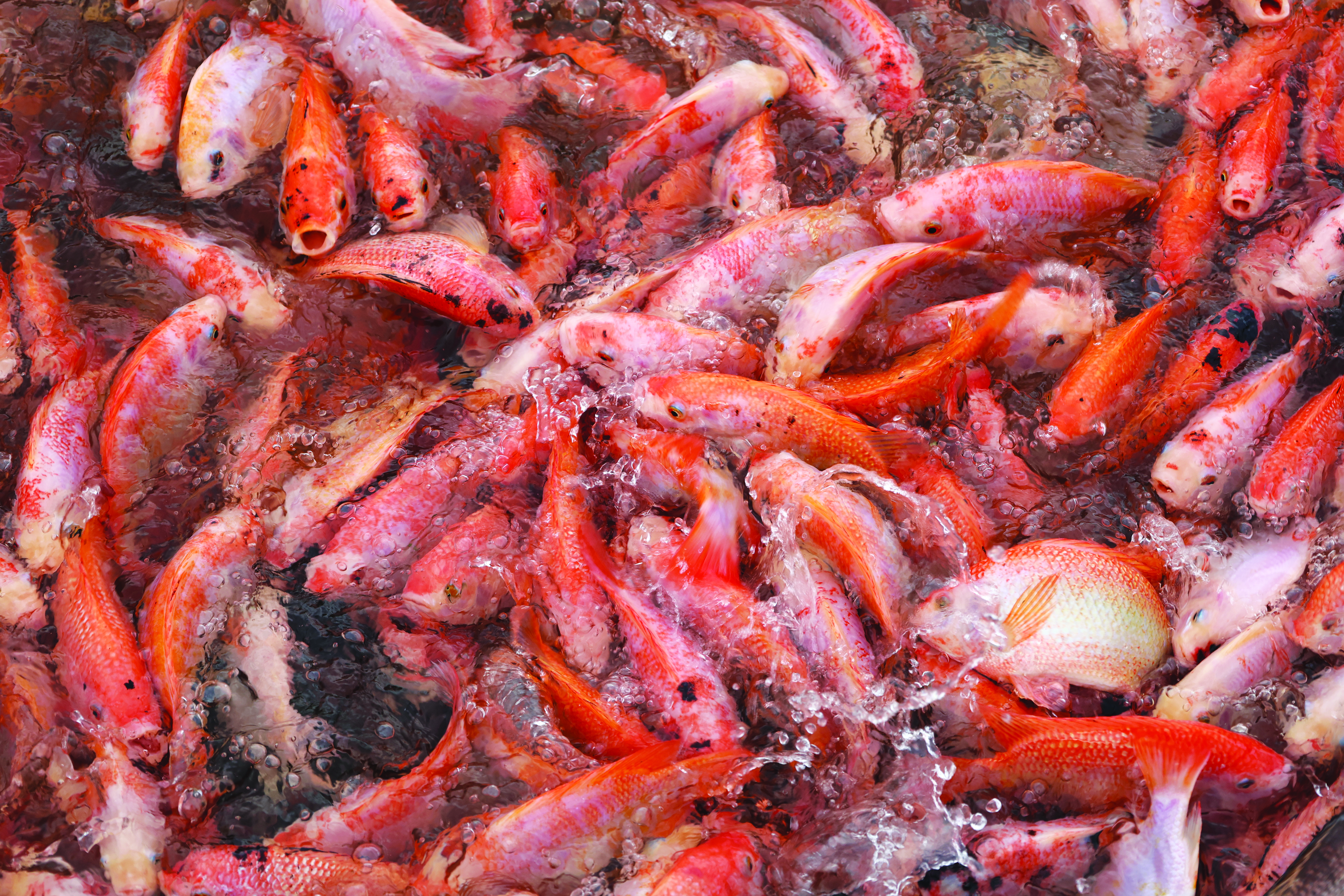 Reka Bentuk Kolam Tingkatkan Ternakan Tilapia - Agrimag