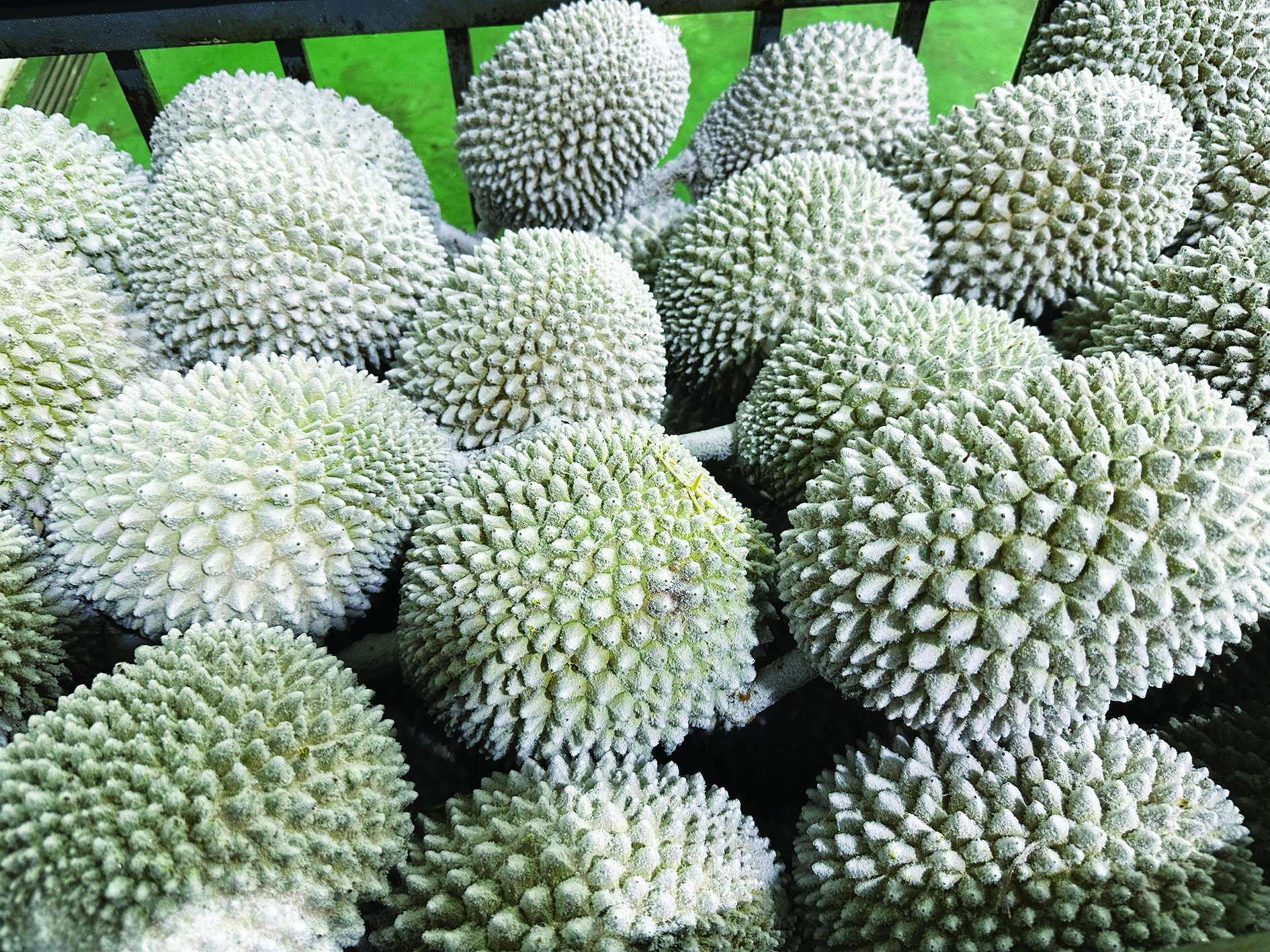 Kos dan Masa Eksport Durian Beku Malaysia - Agrimag