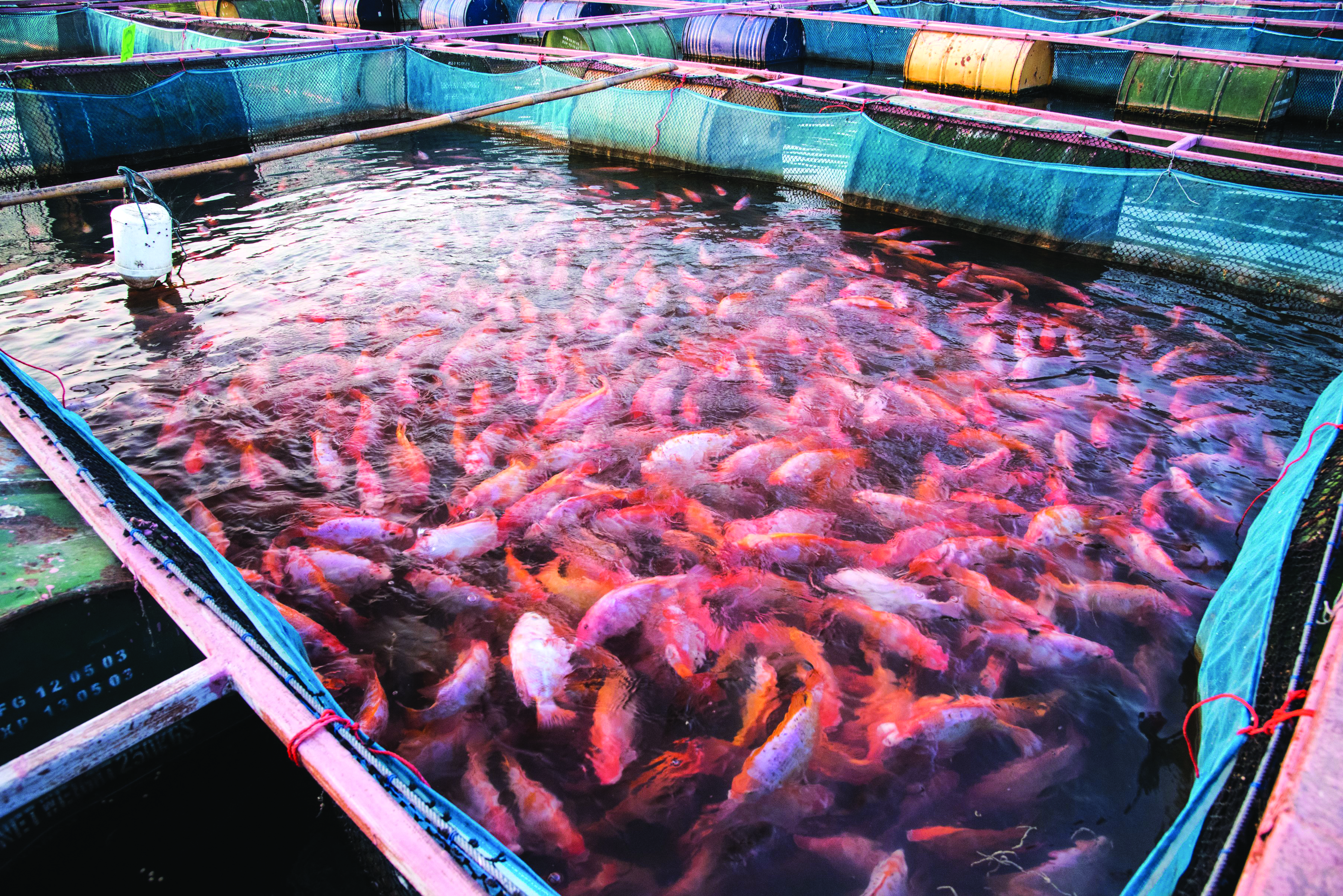 Penjagaan Air Bermula daripada Dasar Kolam - Agrimag