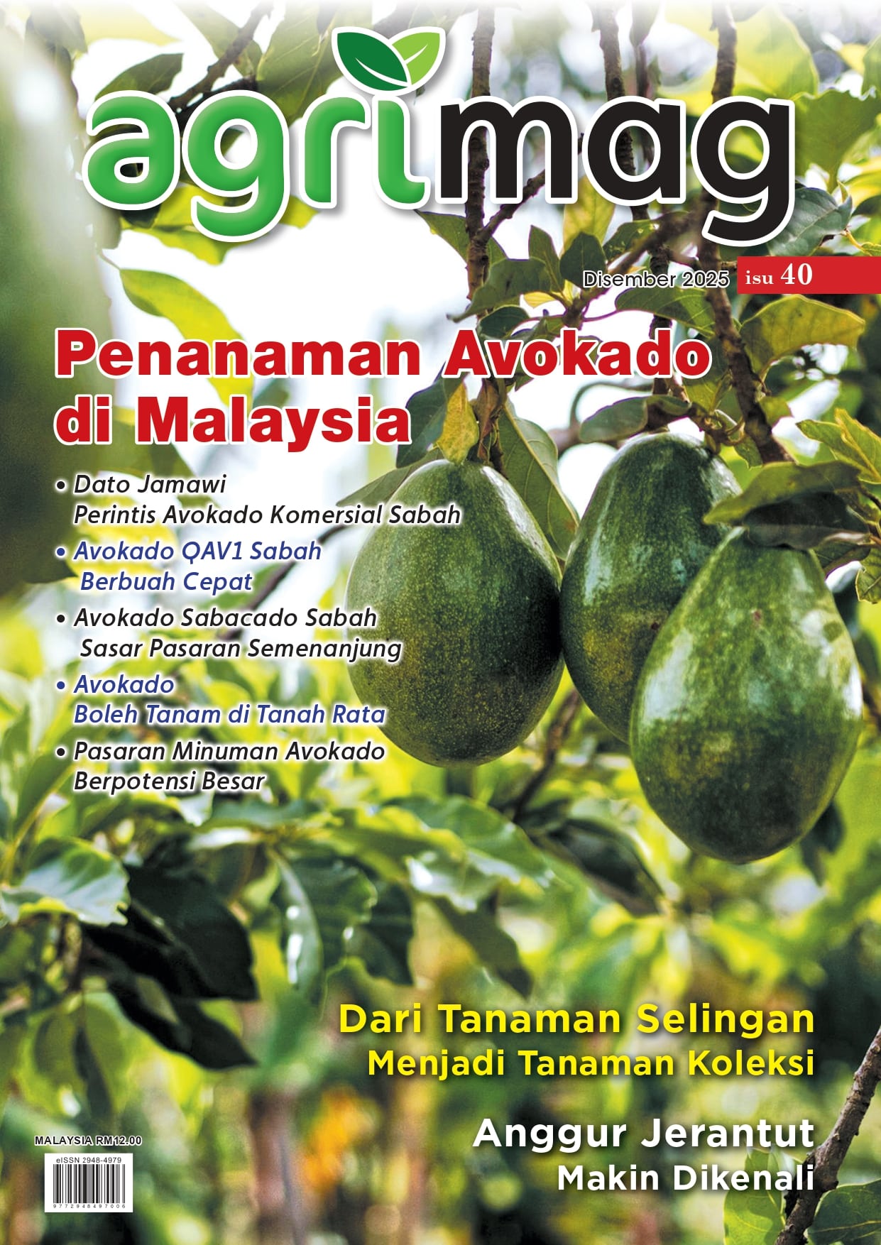Penanaman Avokado di Malaysia (40) - Agrimag