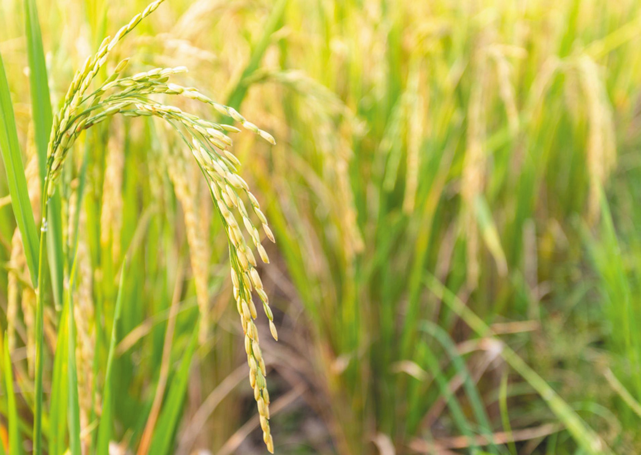 Pertanian Sabah: Transformasi & Keunikan - Agrimag