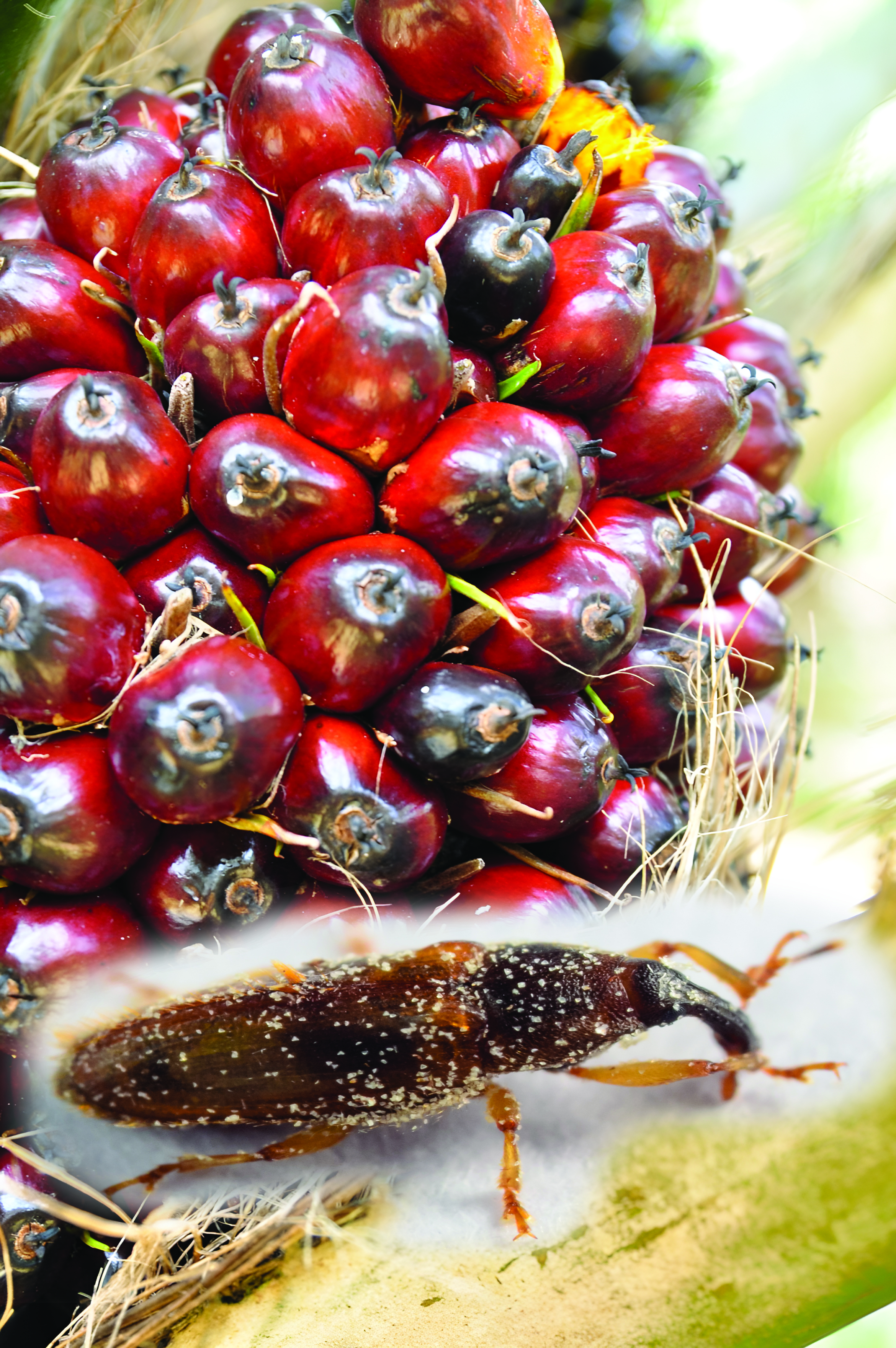 Suhu Tinggi Jejas Pendebungaan & Hasil Sawit - Agrimag