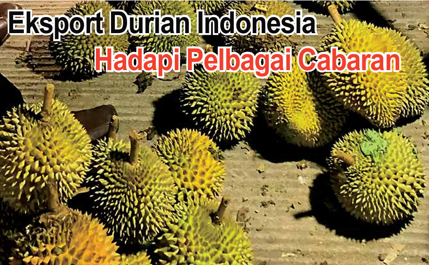 Eksport Durian Indonesia Hadapi Pelbagai Cabaran - Agrimag