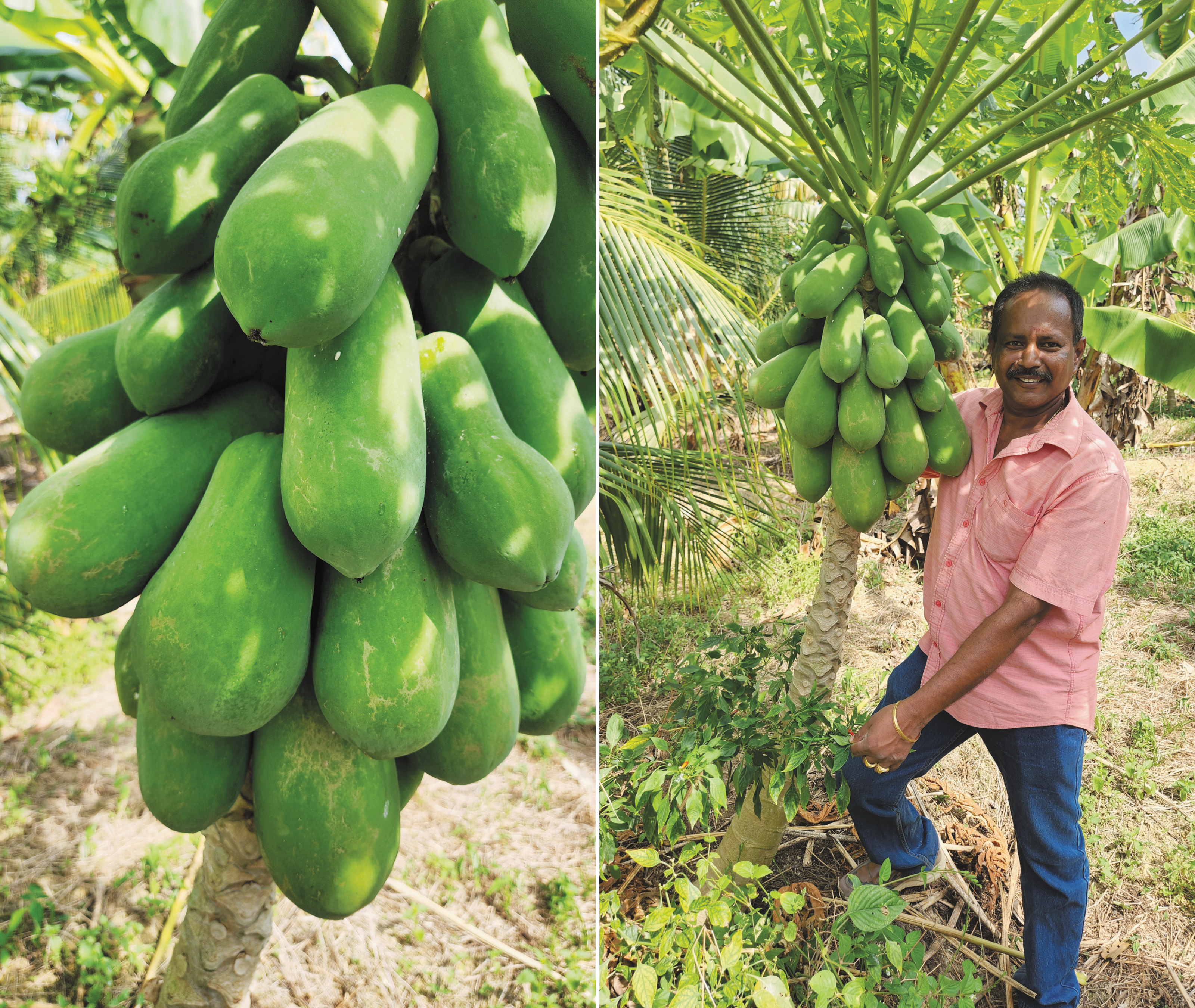 Penanaman Betik Berkualiti di Kebun Kelapa - Agrimag
