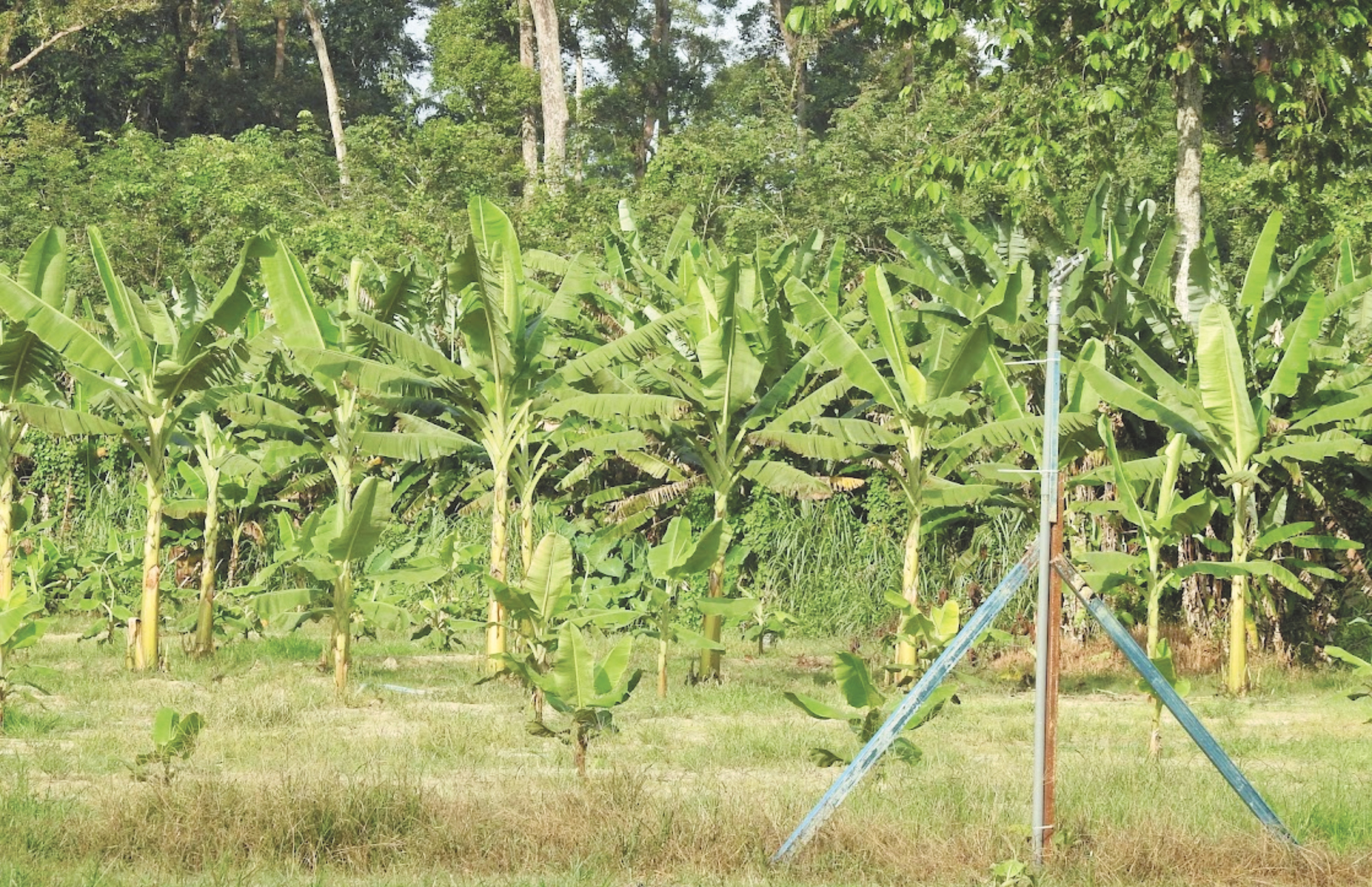 Terapi Melalui Pertanian di Rumah - Agrimag