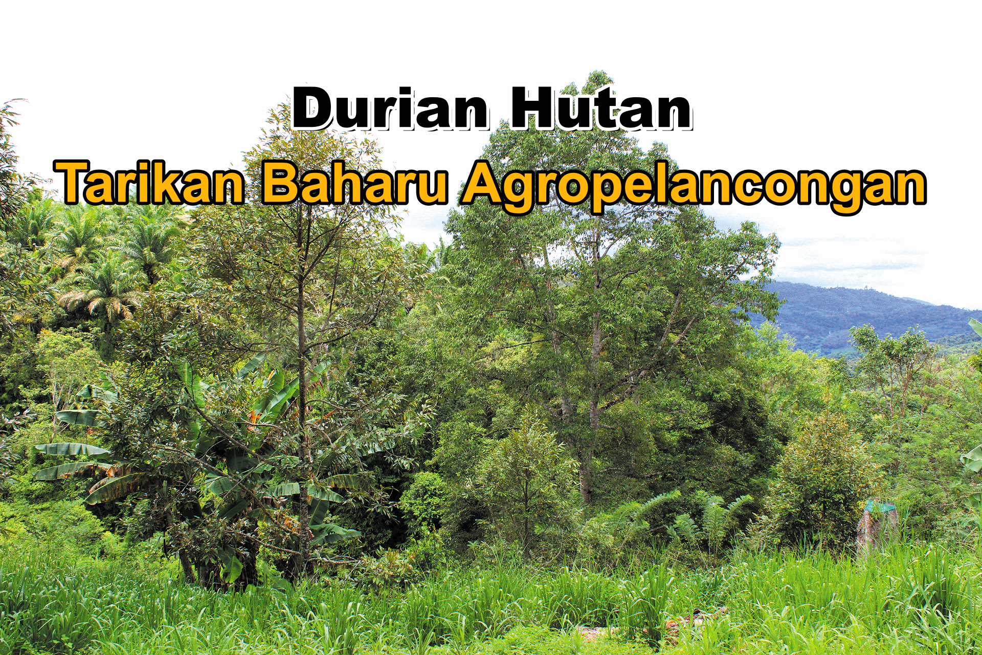 Durian Hutan Tarikan Baharu Agropelancongan - Agrimag
