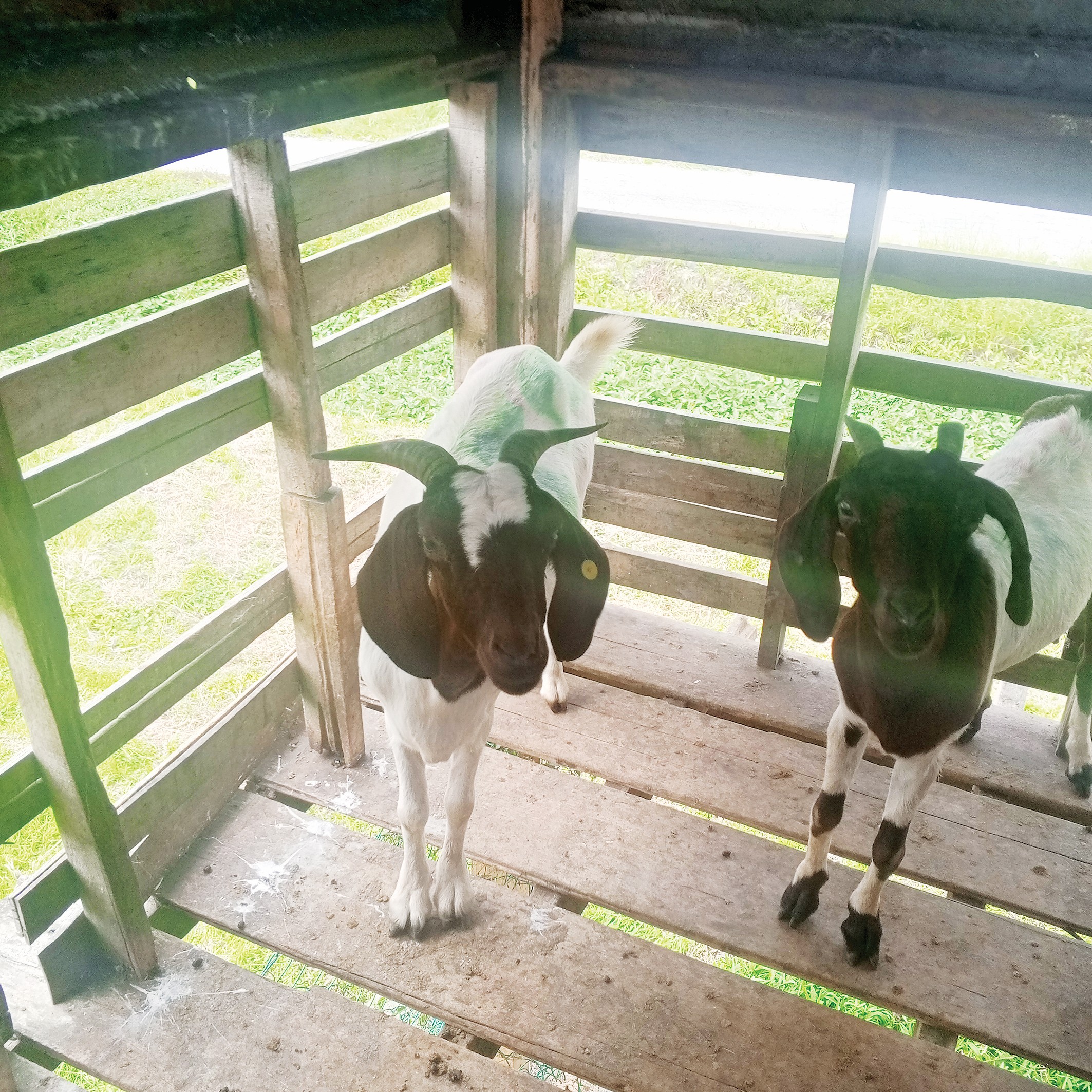 Contoh Kejayaan Penternakan Kambing Sambilan - Agrimag