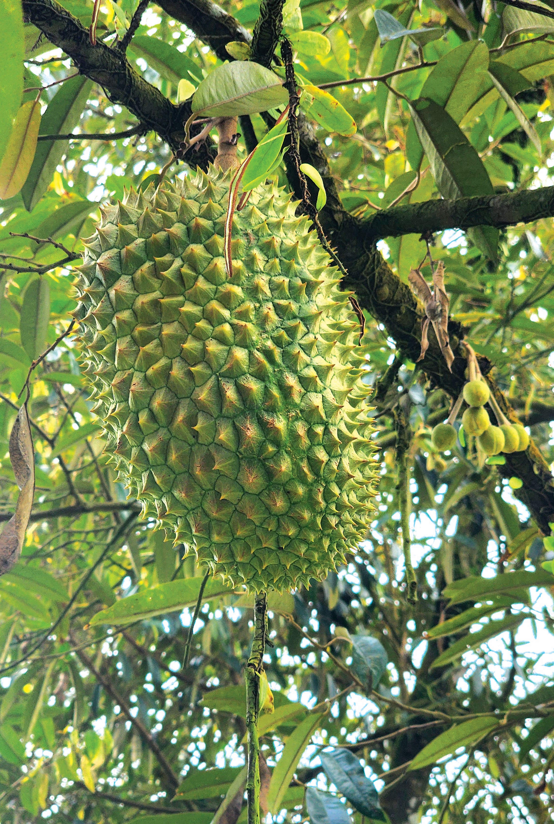 Durian Tekka Simpang Renggam: Hasil Stabil, Kualiti Unggul - Agrimag