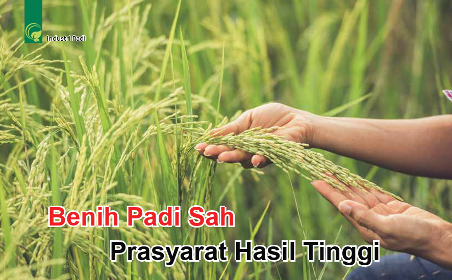Benih Padi Sah Prasyarat Hasil Tinggi - Agrimag