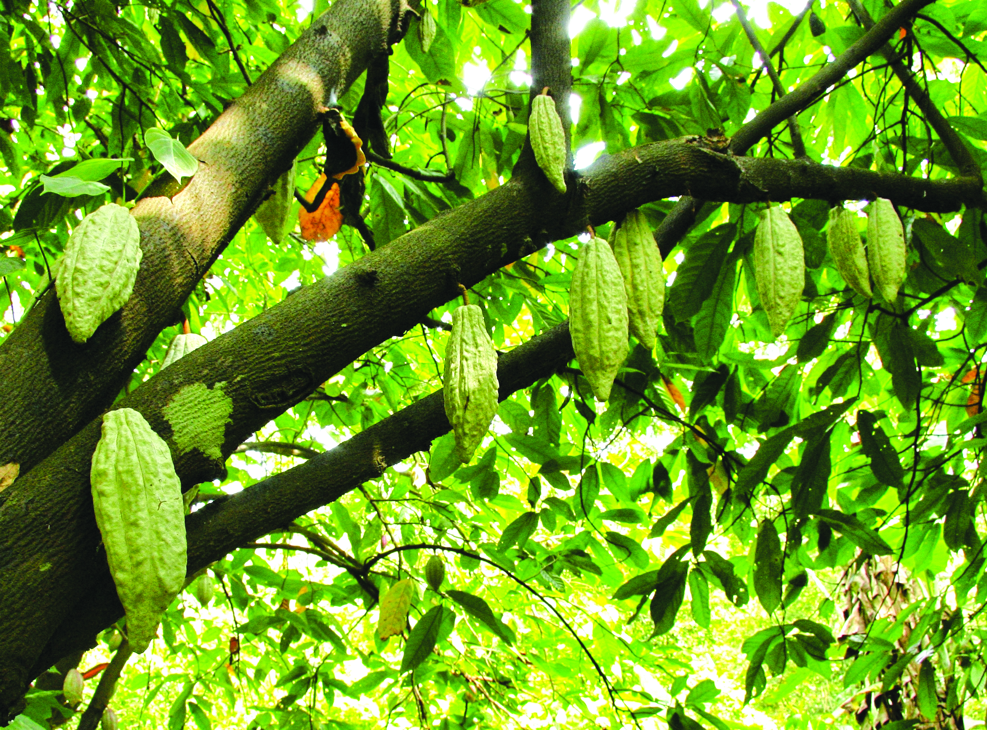 Permintaan Koko Global Naik Peluang Industri M'sia Pulih - Agrimag
