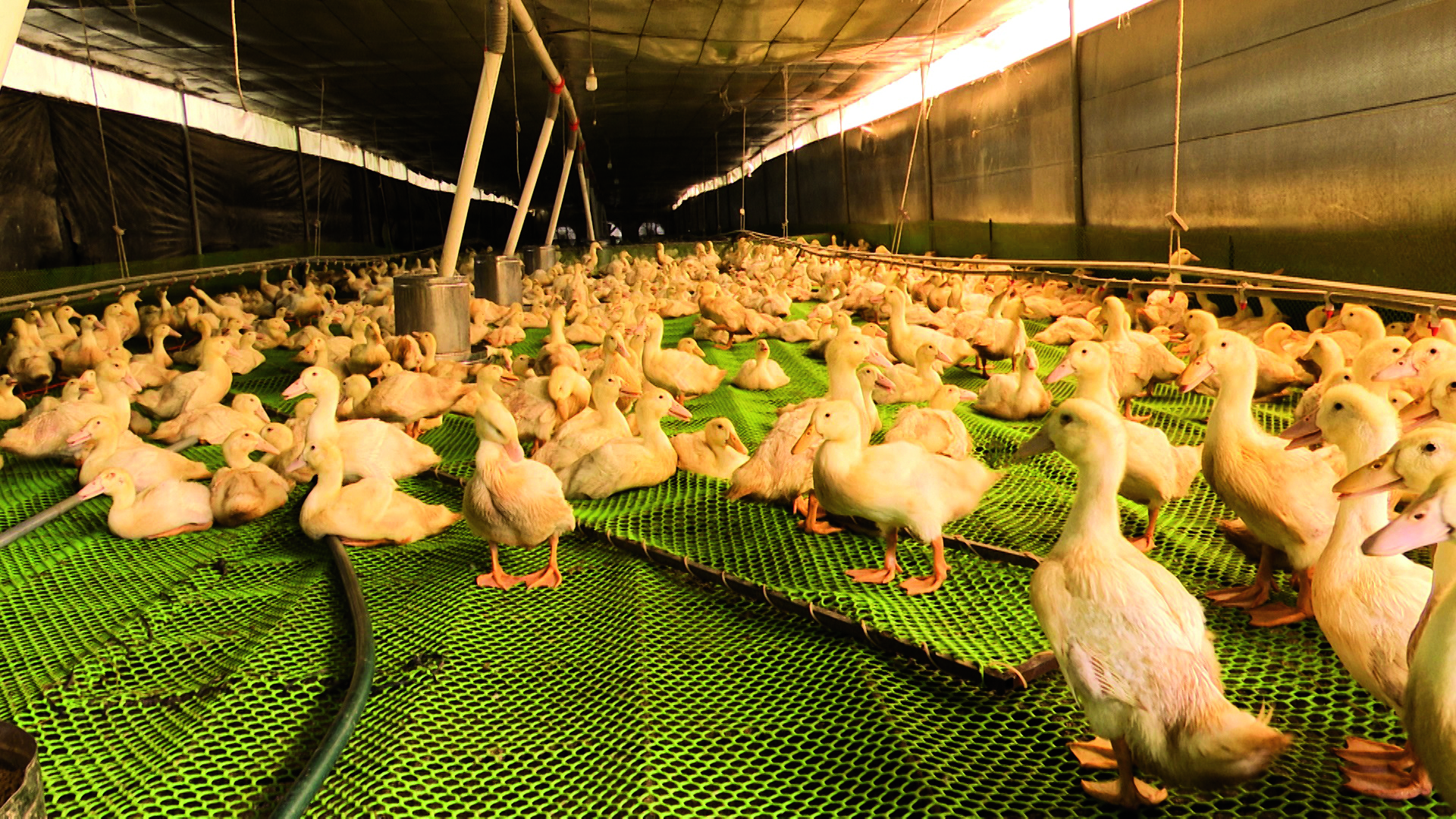 Penternakan Itik Berkecekapan Tinggi - Agrimag