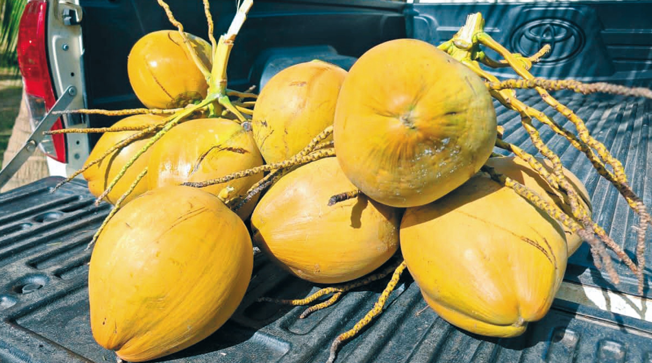 Kelapa SGG Kampung Lebu Subur Ubah Nasib Pengusaha - Agrimag