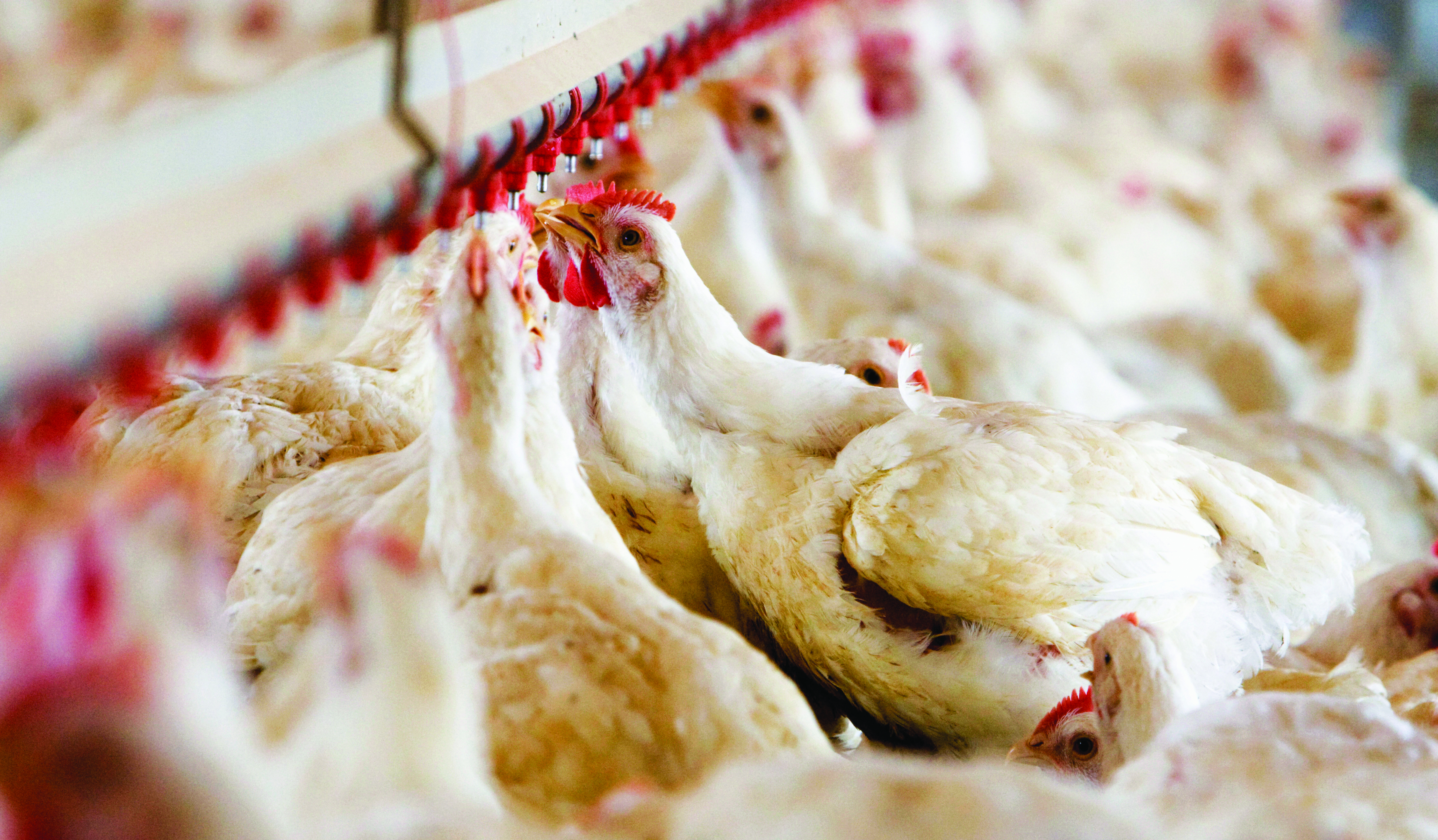 Enzim dalam Air Tingkatkan Pertumbuhan Ayam - Agrimag