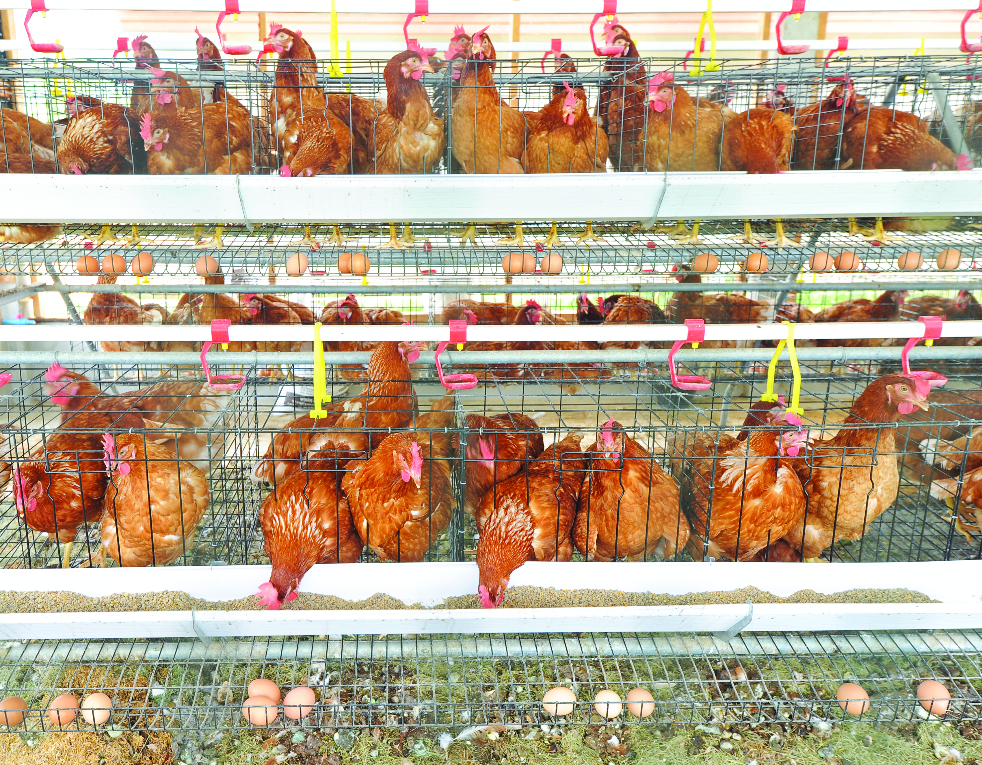 Cahaya Optimum Tingkatkan Pengeluaran Telur Ayam - Agrimag