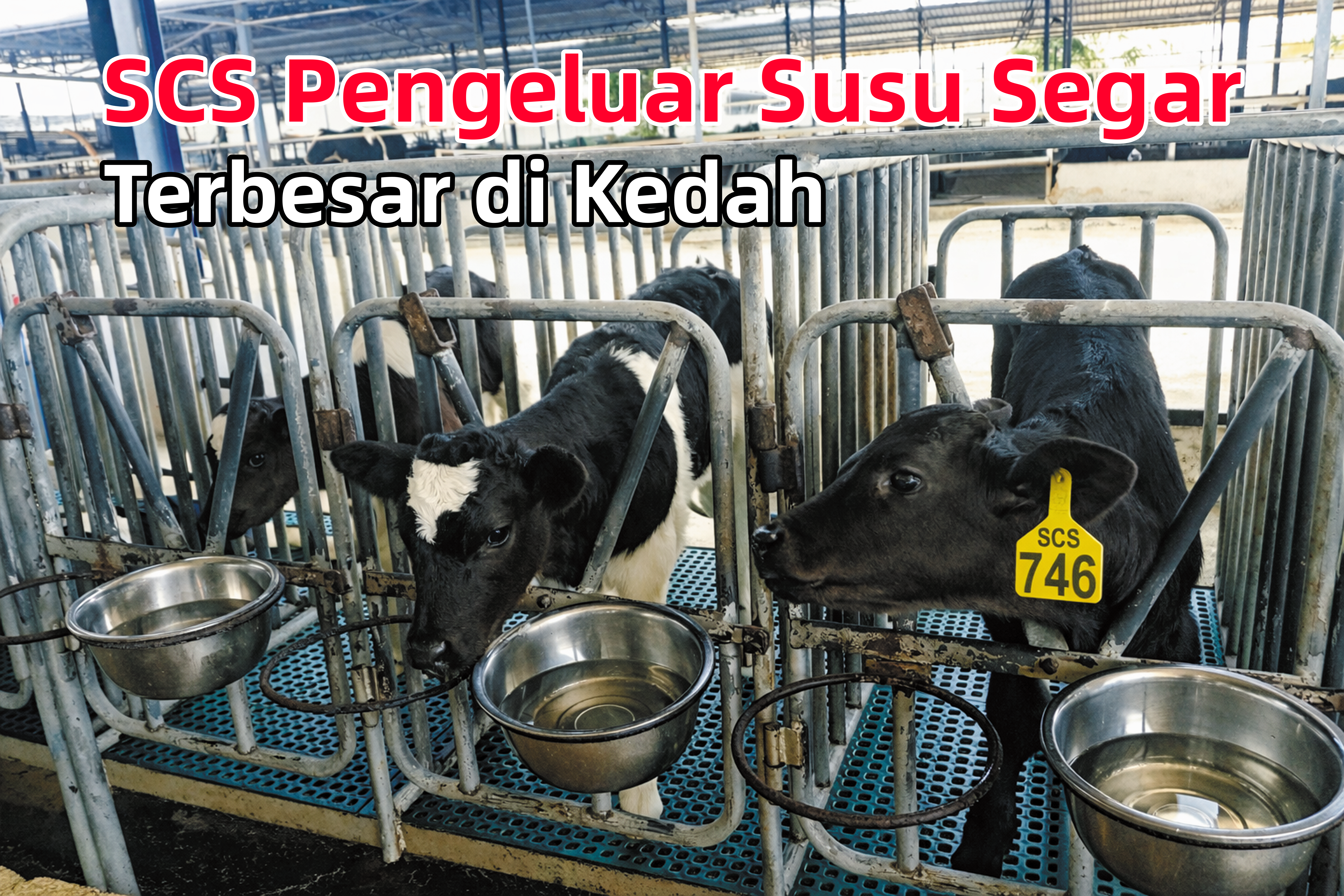 SCS Pengeluar Susu Segar Terbesar di Kedah - Agrimag