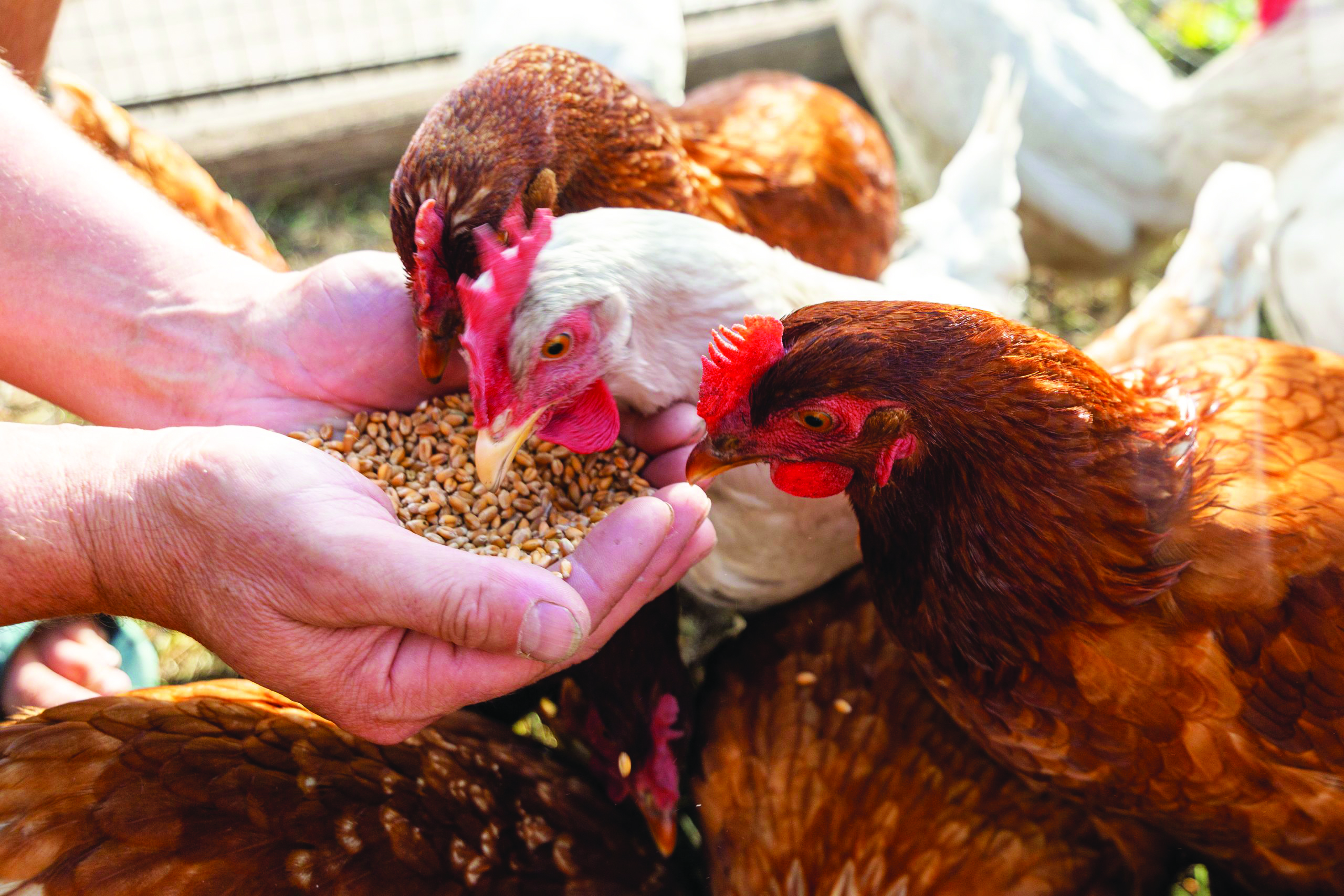 Asid Organik Pacu Ternakan Bebas Antibiotik - Agrimag