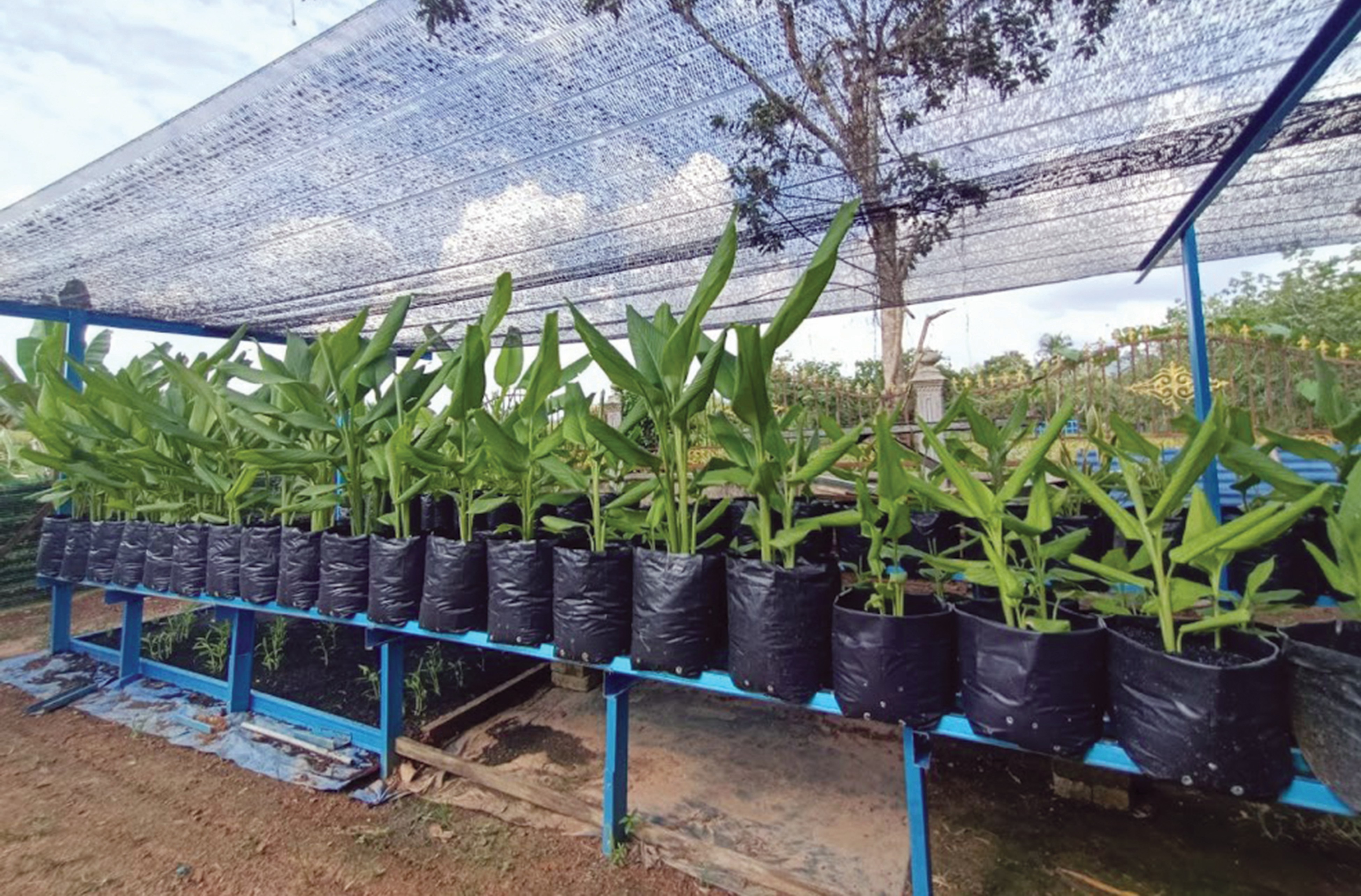 Penanaman Kunyit Jana Pendapatan Lumayan - Agrimag