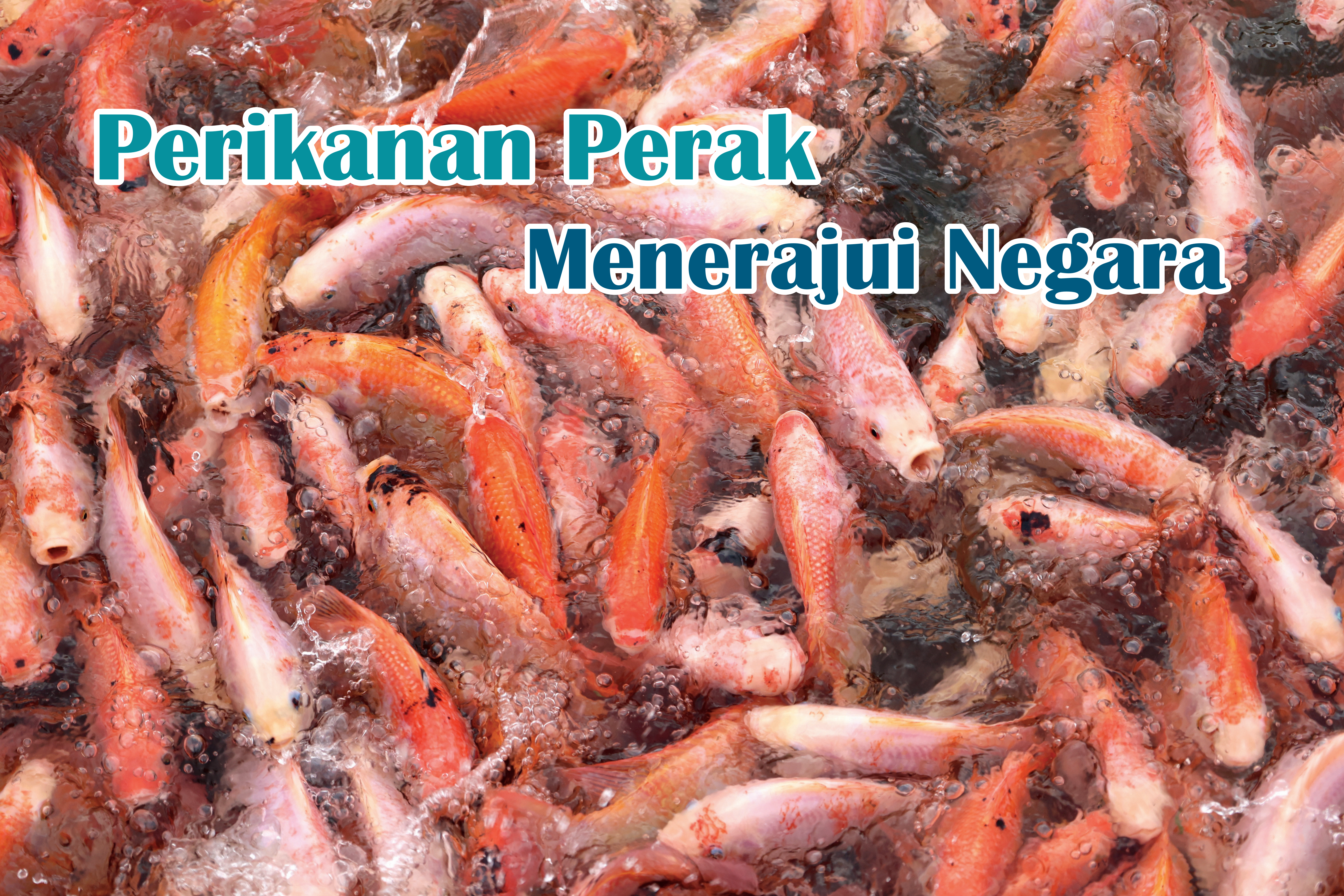 Perikanan Perak Menerajui Negara - Agrimag