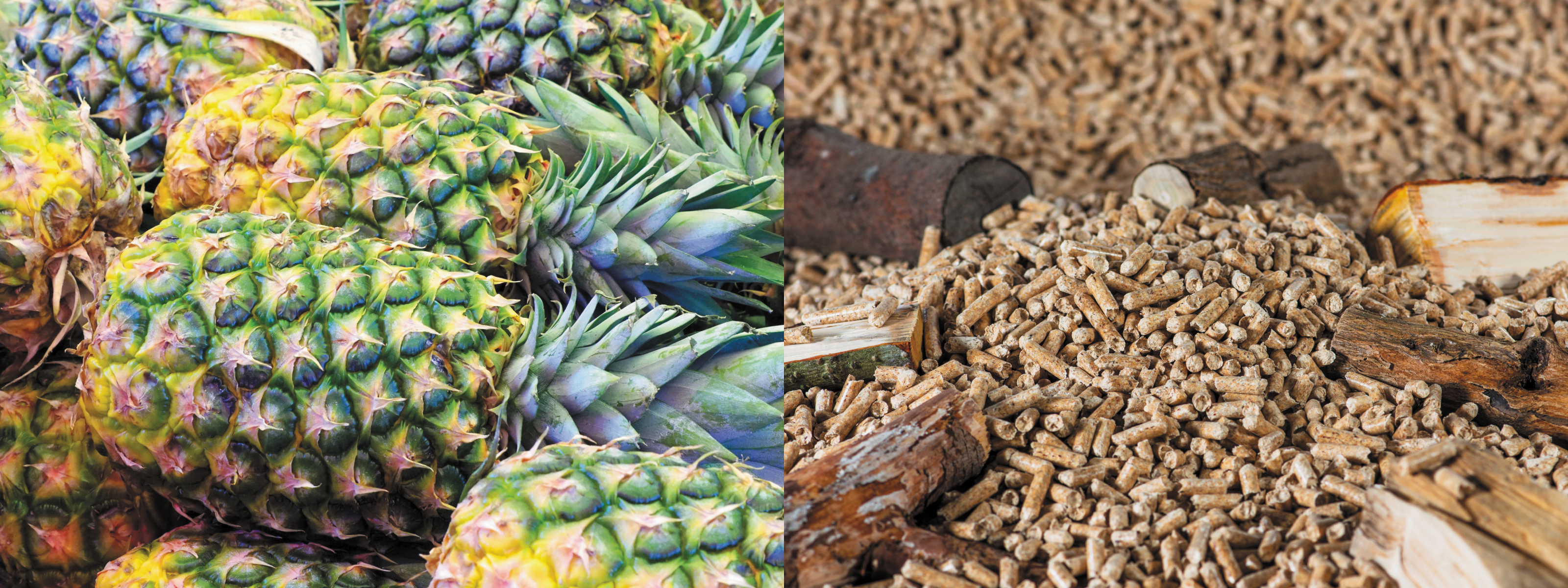 Sisa Nanas Jadi Makanan Ternakan - Agrimag