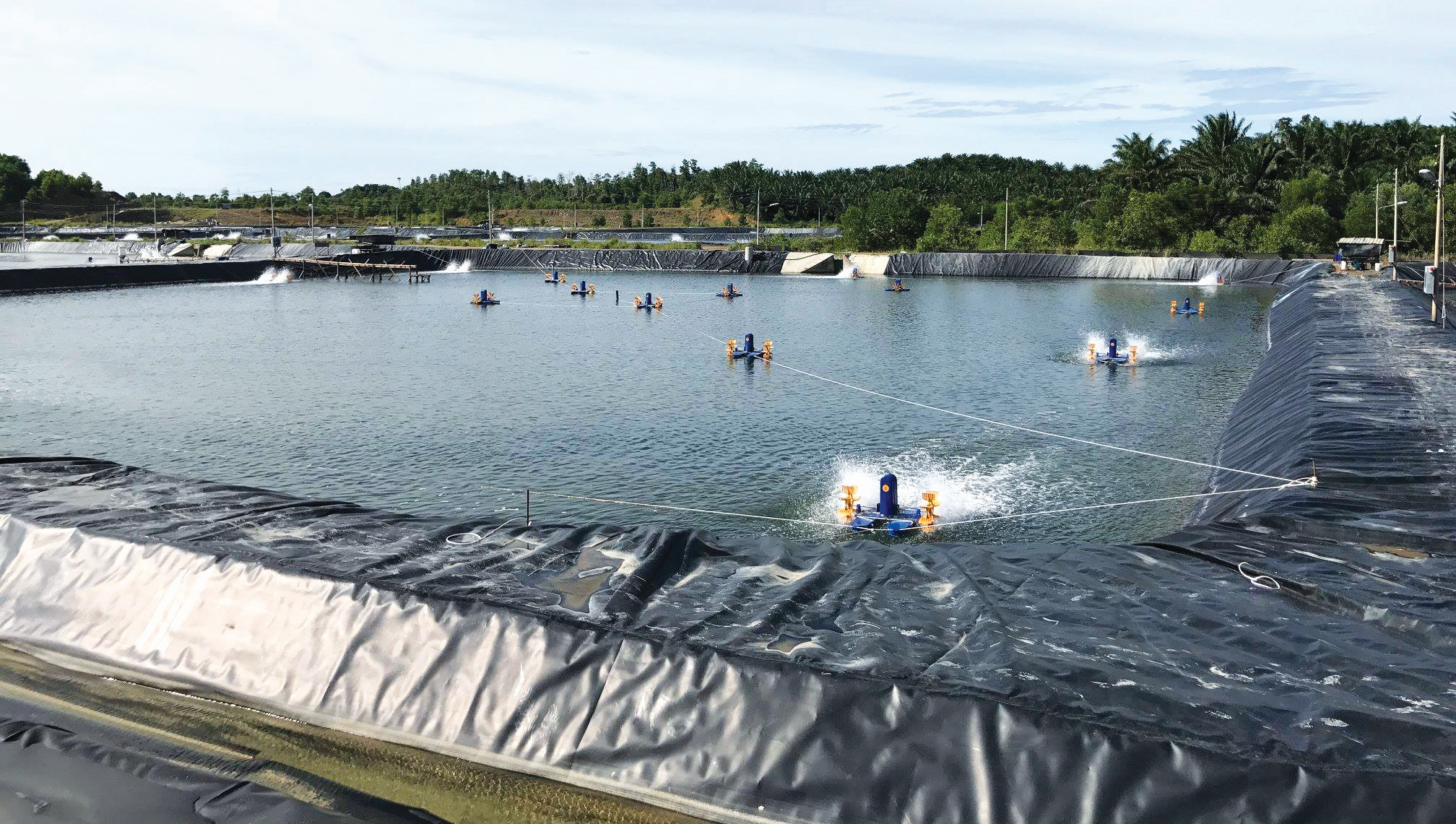 Filem Plastik Tingkatkan Hasil Ternakan Udang - Agrimag