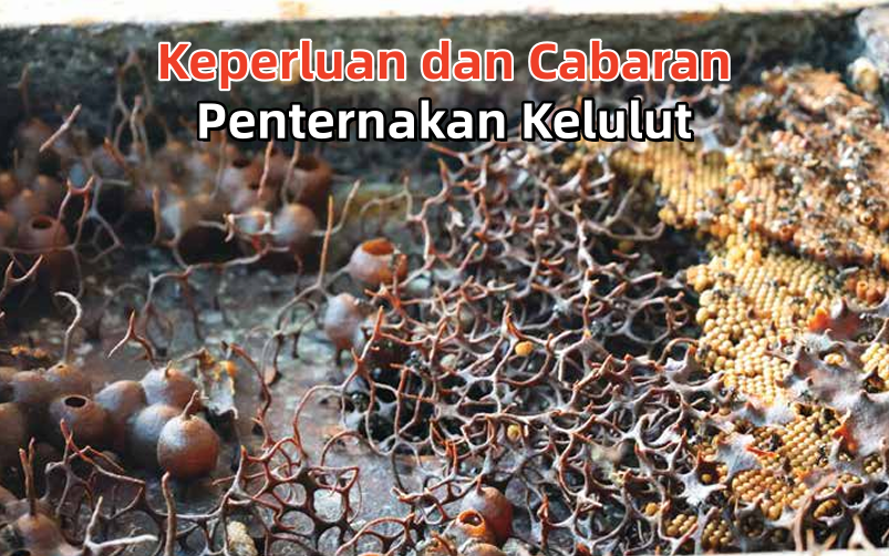 Keperluan dan Cabaran Penternakan Kelulut - Agrimag