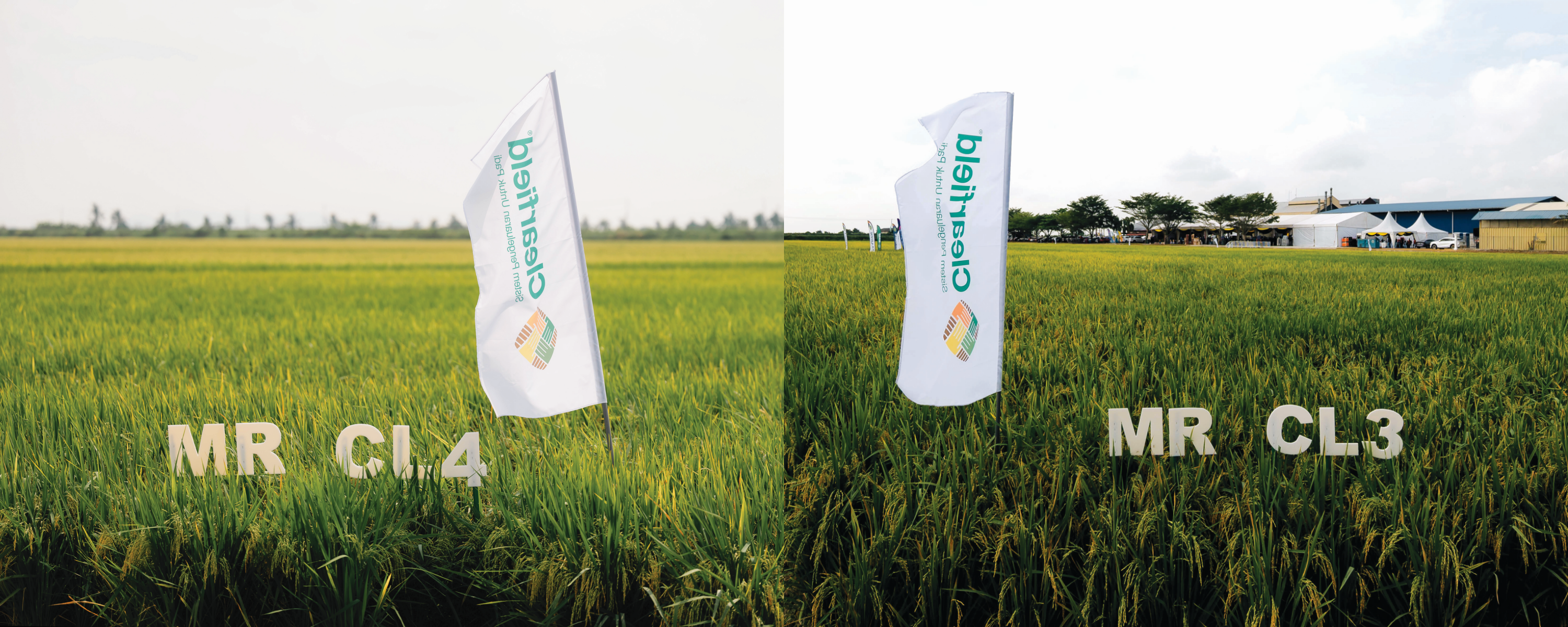 MR CL3 dan MR CL4: Varieti Padi Baharu MARDI & BASF - Agrimag