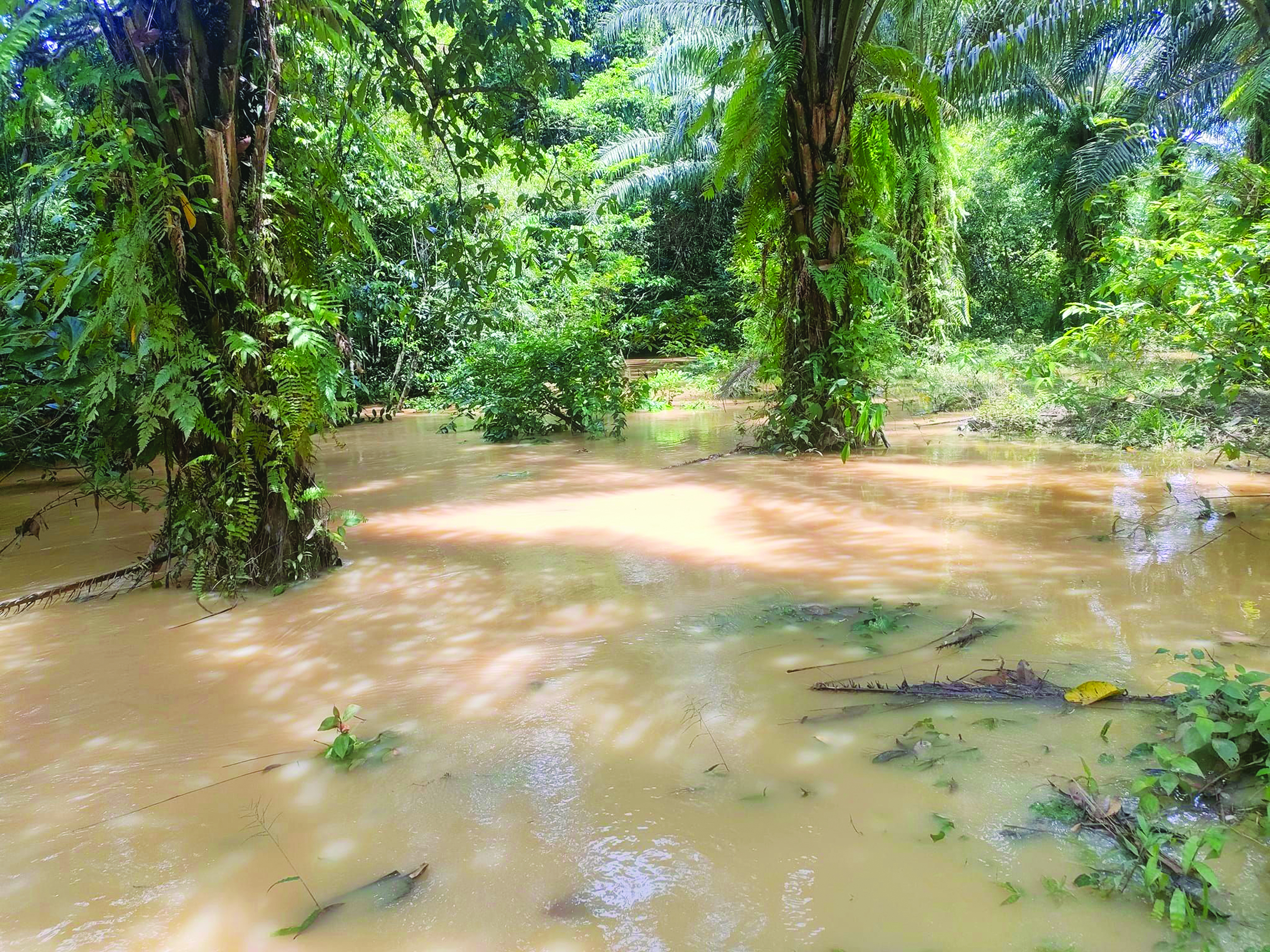 Kesan EI Nino Pada Tanaman Kelapa Sawit - Agrimag