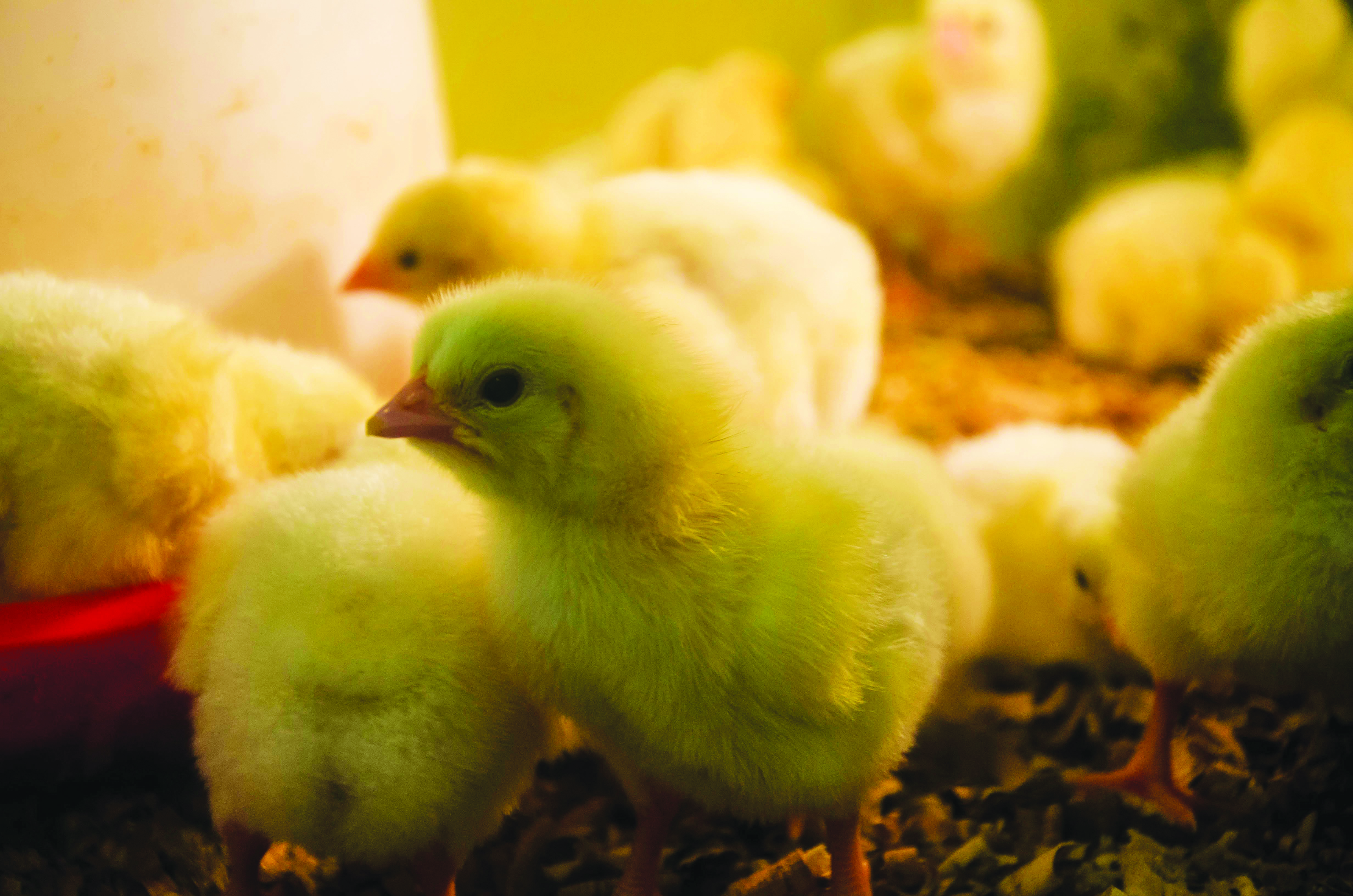 Kunci Untuk Tingkatkan Kadar Kelangsungan Hidup Anak Ayam - Agrimag