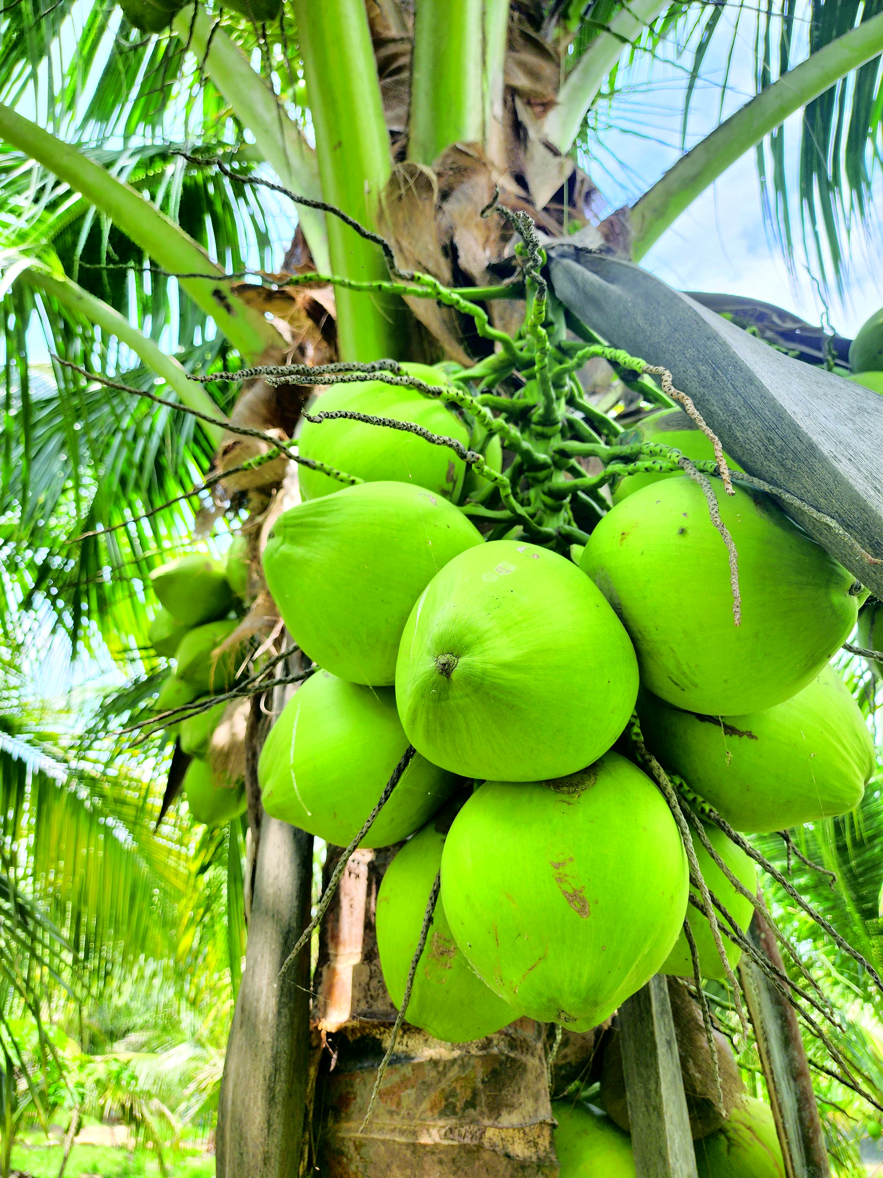 Bekalan Melimpah Harga Kelapa Matag Murah - Agrimag