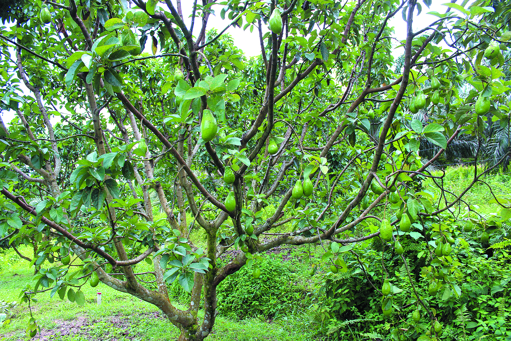 Avokado Boleh Tanam di Tanah Rata - Agrimag