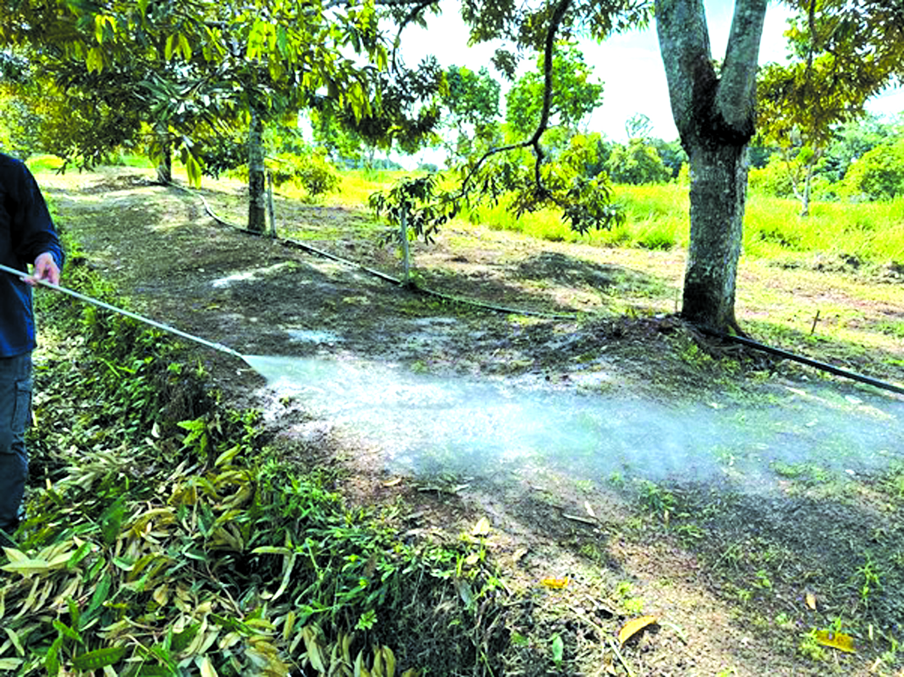 Persediaan Untuk Musim Mendatang - Agrimag