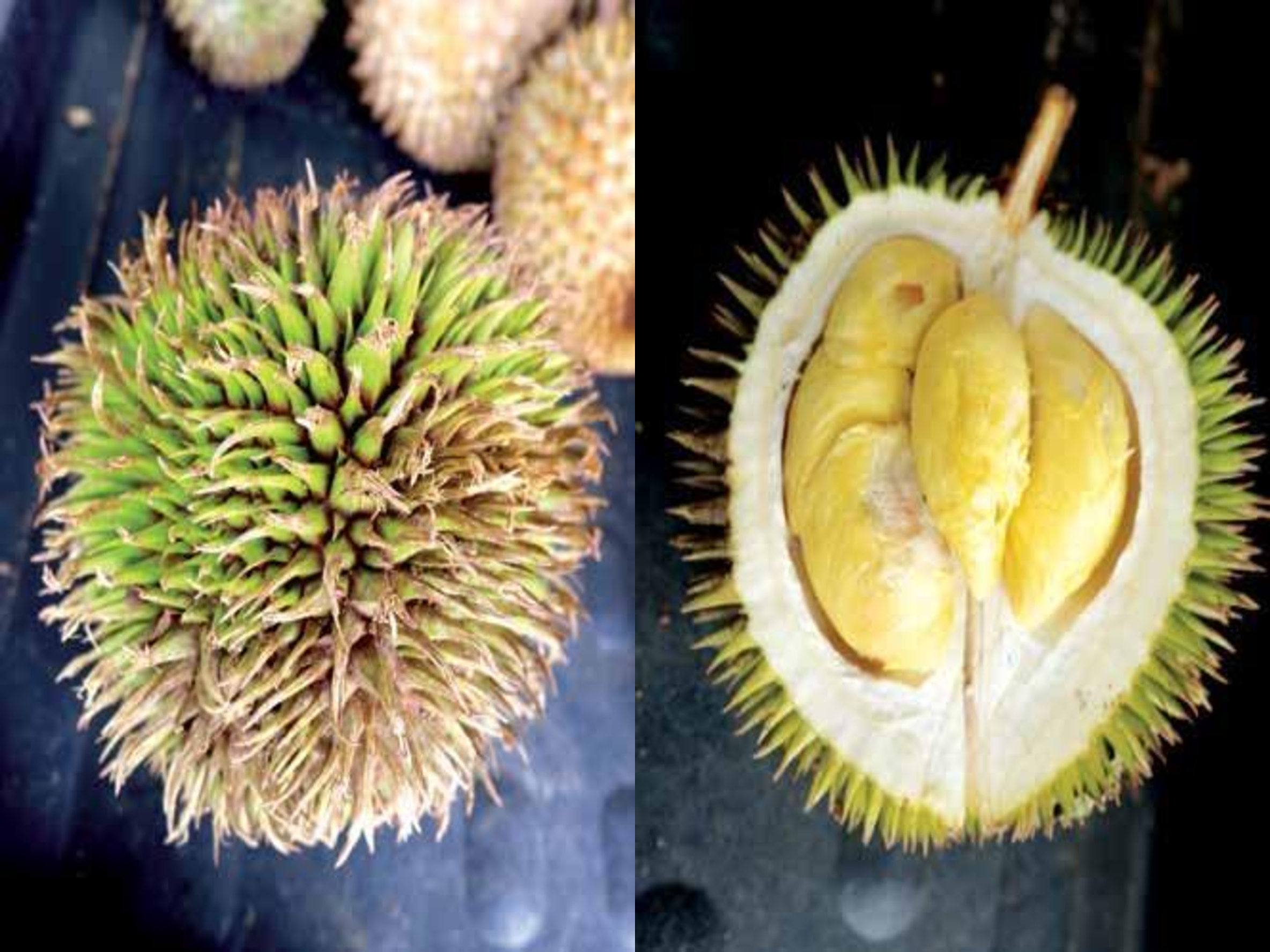 Durian Hutan Makin Popular Pekebun Giat Membangun Benih Pokok - Agrimag