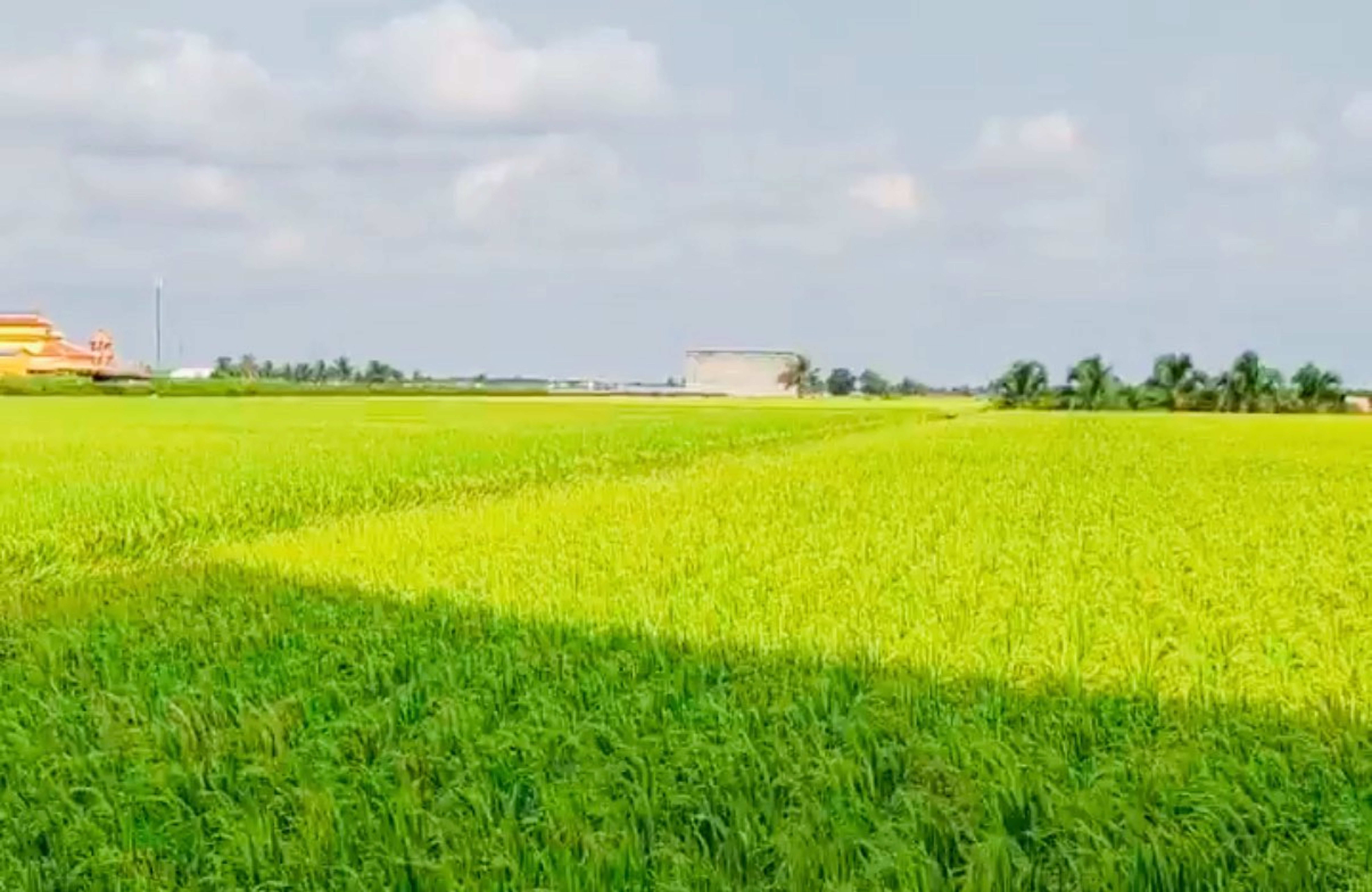 Sekinchan Permata Pertanian Menuju Kelestarian - Agrimag