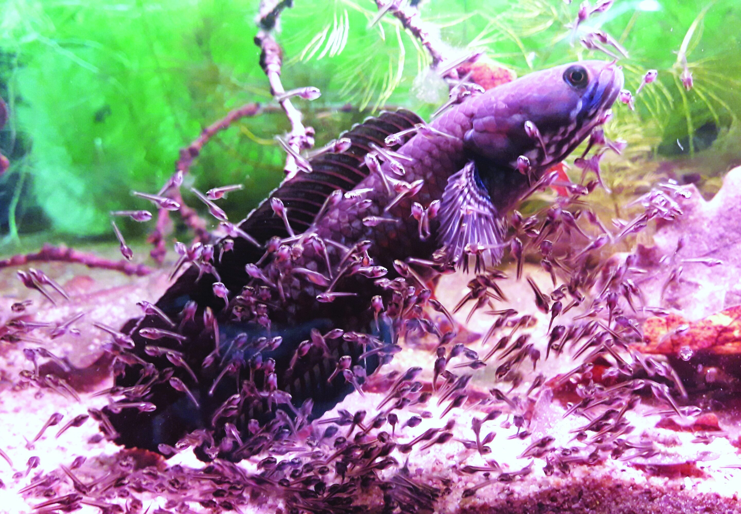 Pembesaran Ikan Haruan Betul Tingkatkan Kadar Hidup - Agrimag