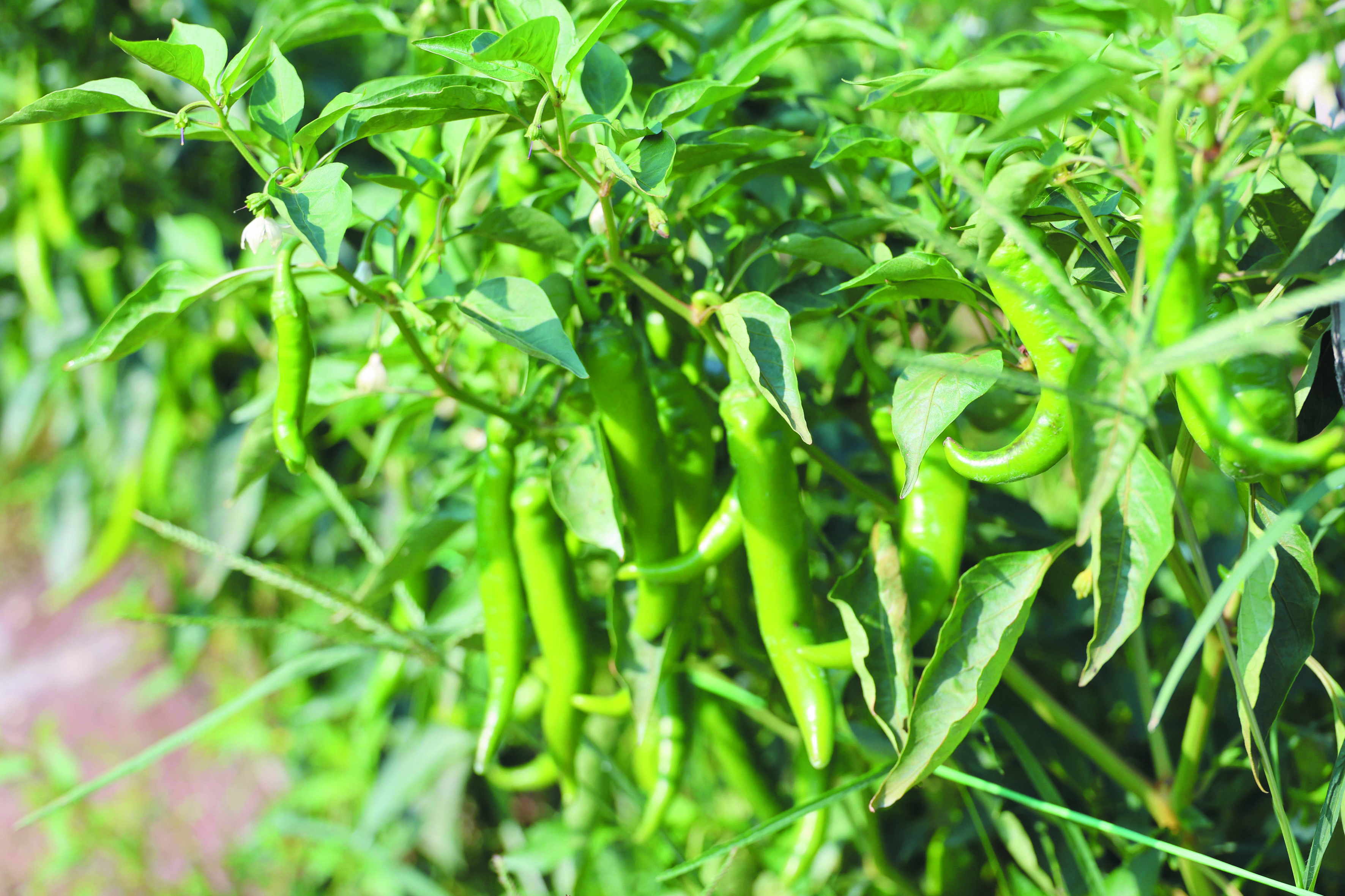 Cabaran Sebenar Penanaman Cili - Agrimag