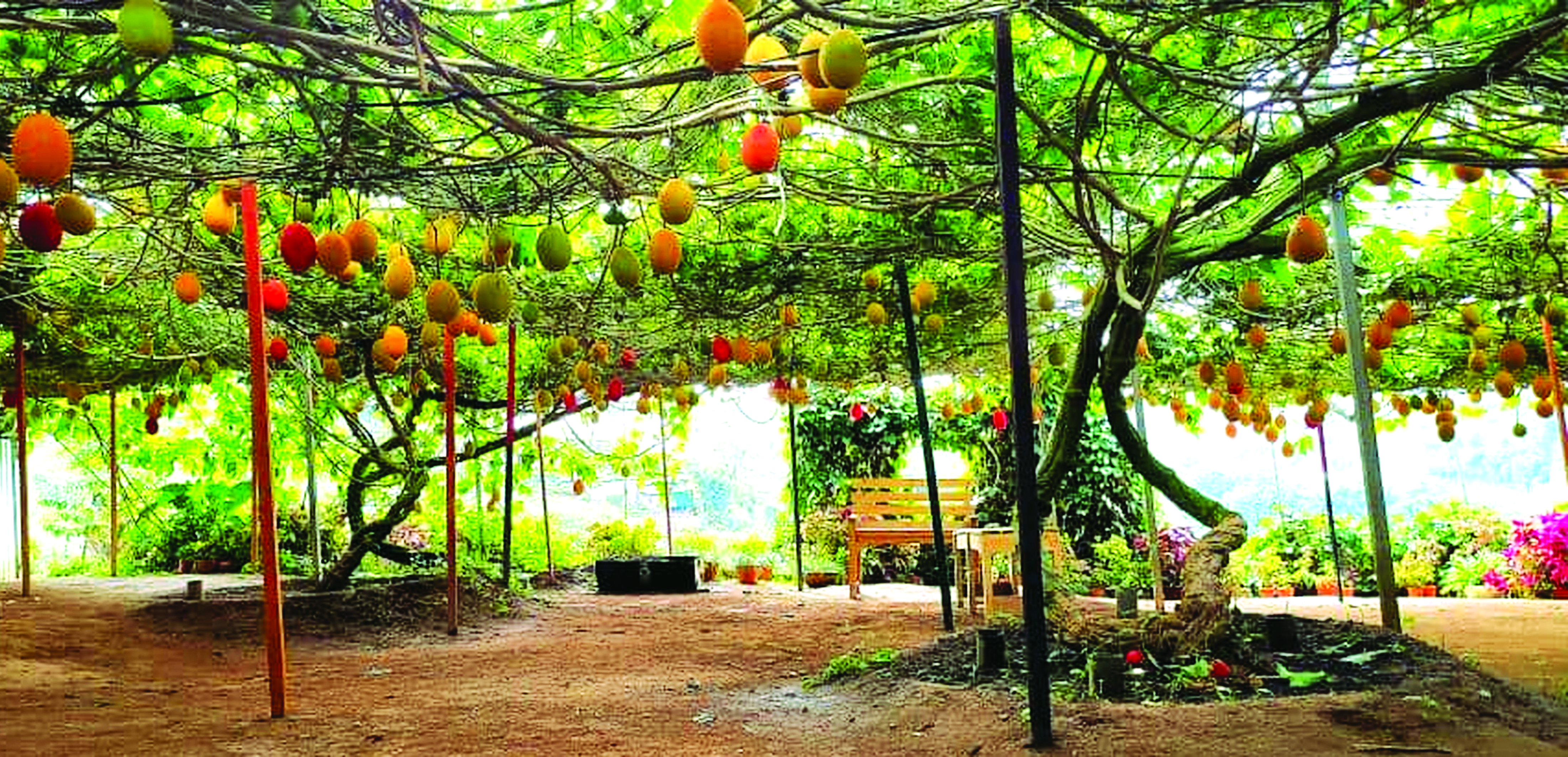 Kebun Pelancongan Buah Gac Cipta Nilai Tambah - Agrimag