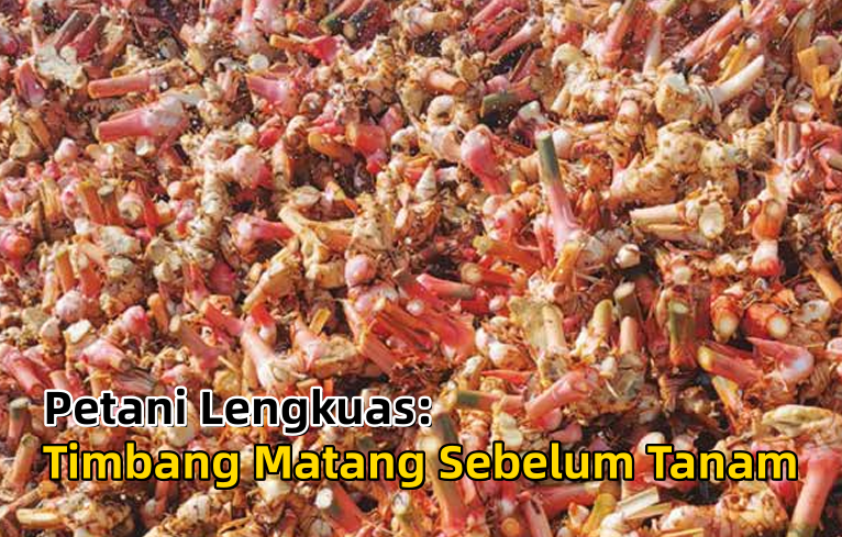 Petani Lengkuas: Timbang Matang Sebelum Tanam - Agrimag