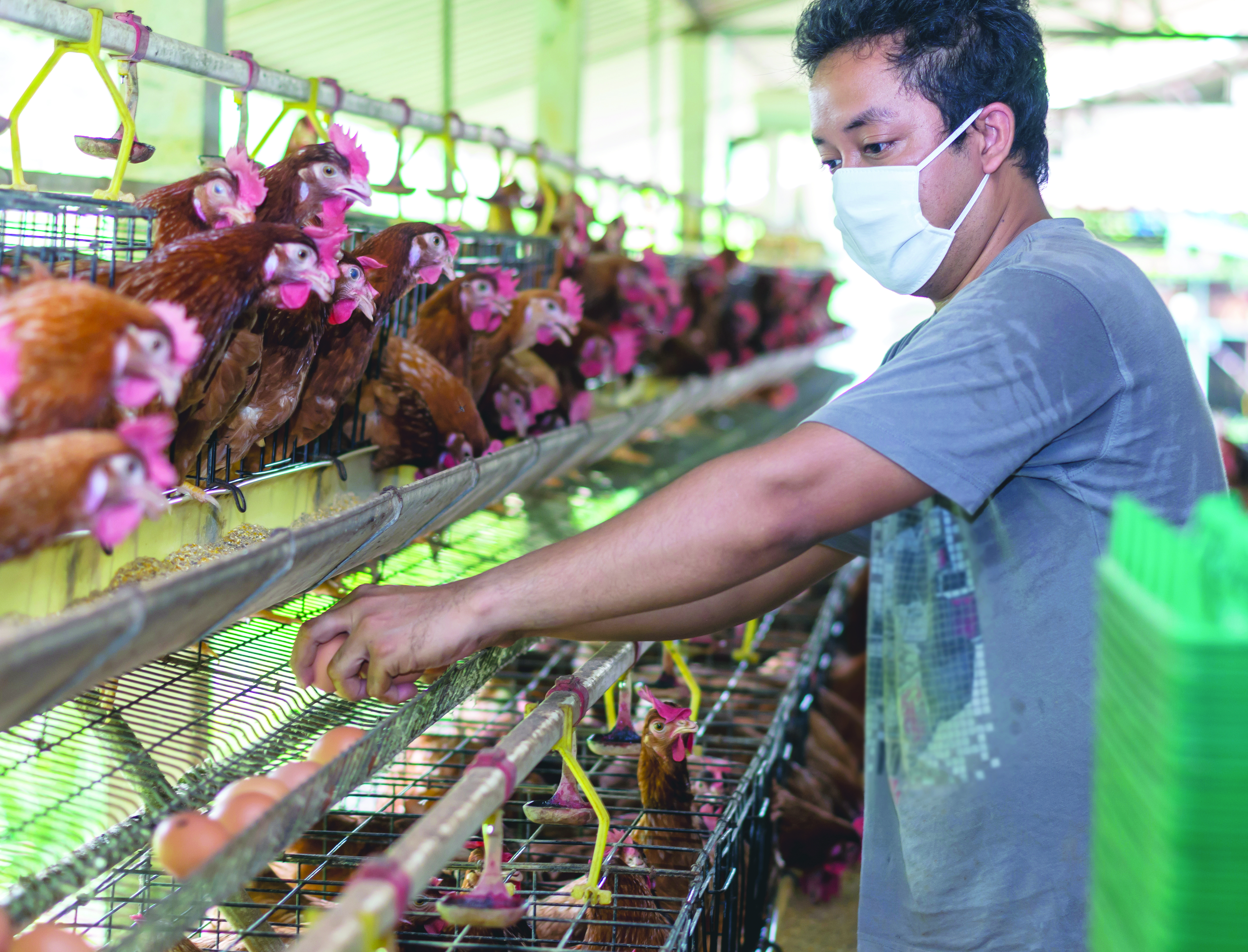 Langkah Tingkatkan Produksi Telur Ayam - Agrimag