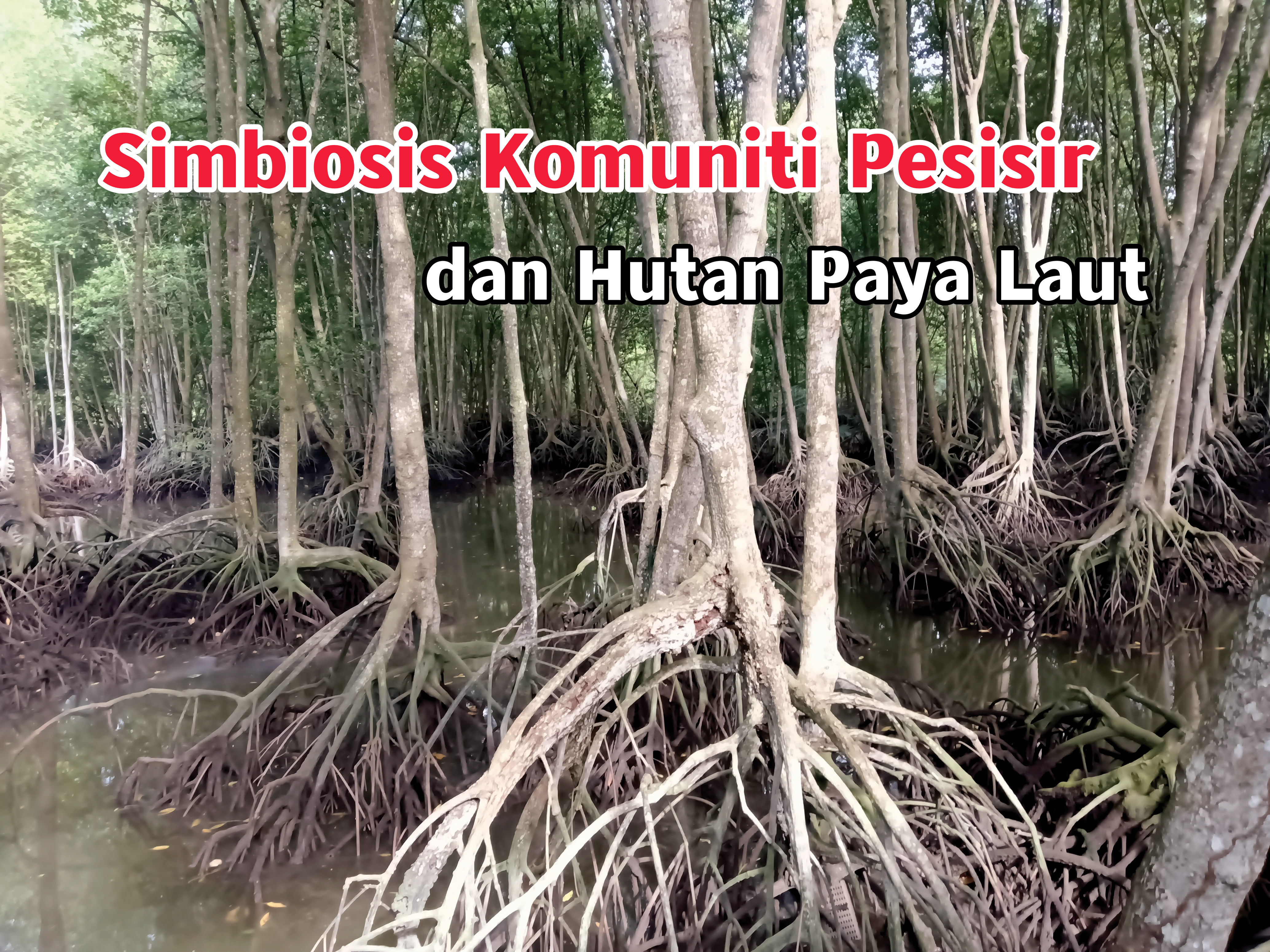 Simbiosis Komuniti Pesisir dan Hutan Paya Laut - Agrimag
