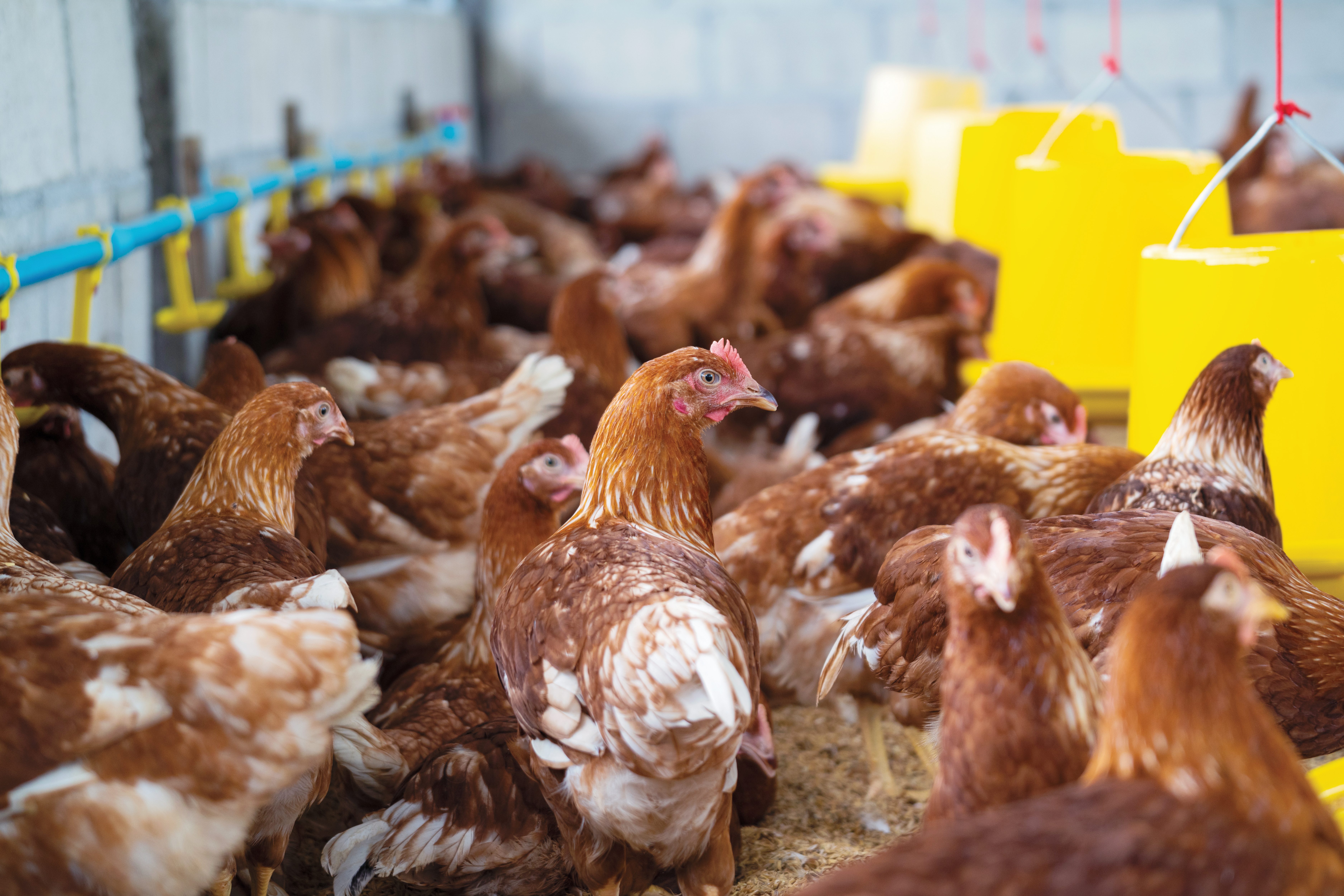 Bahaya Kutu Ayam dan Strategi Kawalan Komprehensif - Agrimag