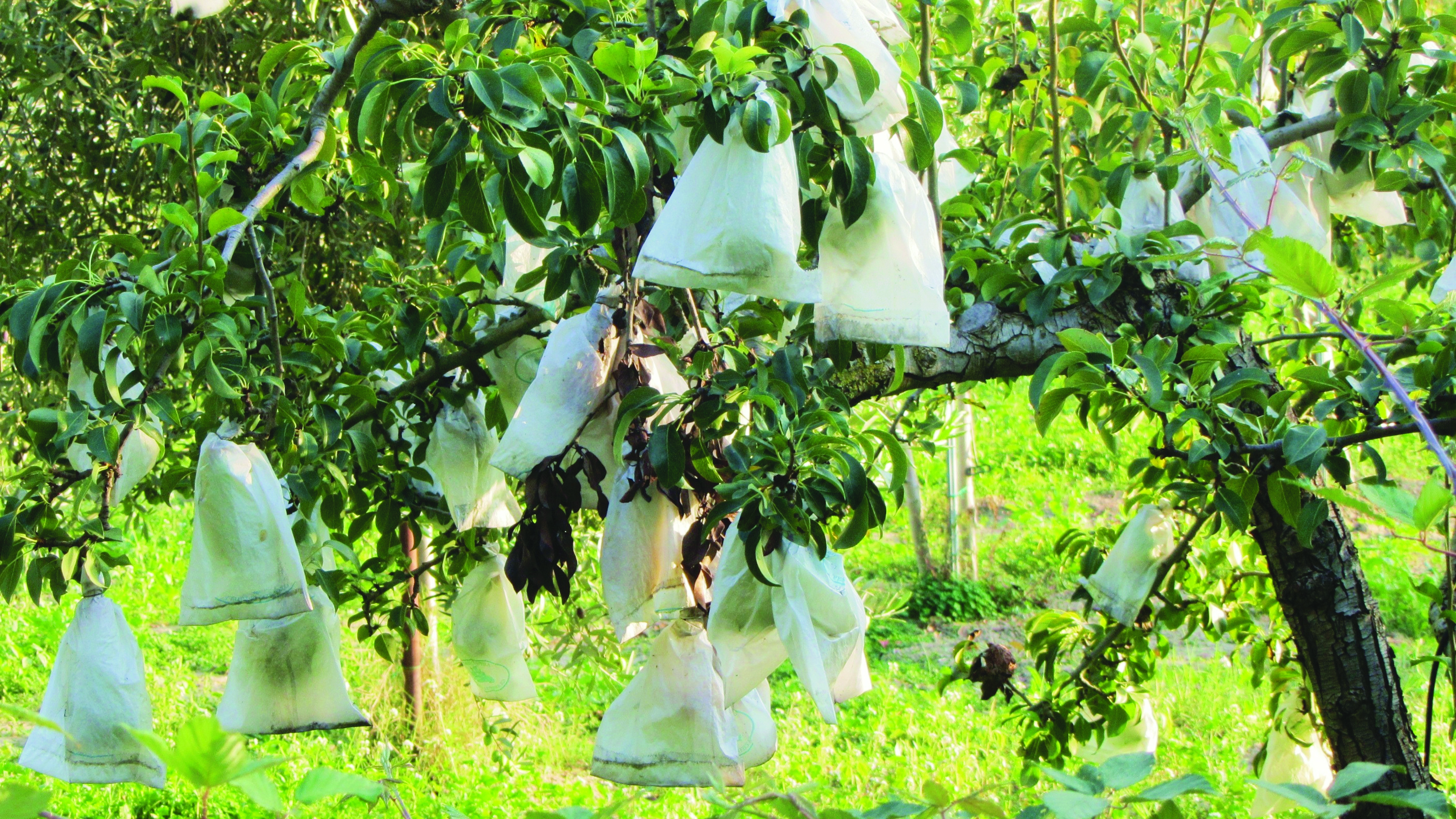 Penjarangan Buah & Pembungkusan Mangga - Agrimag