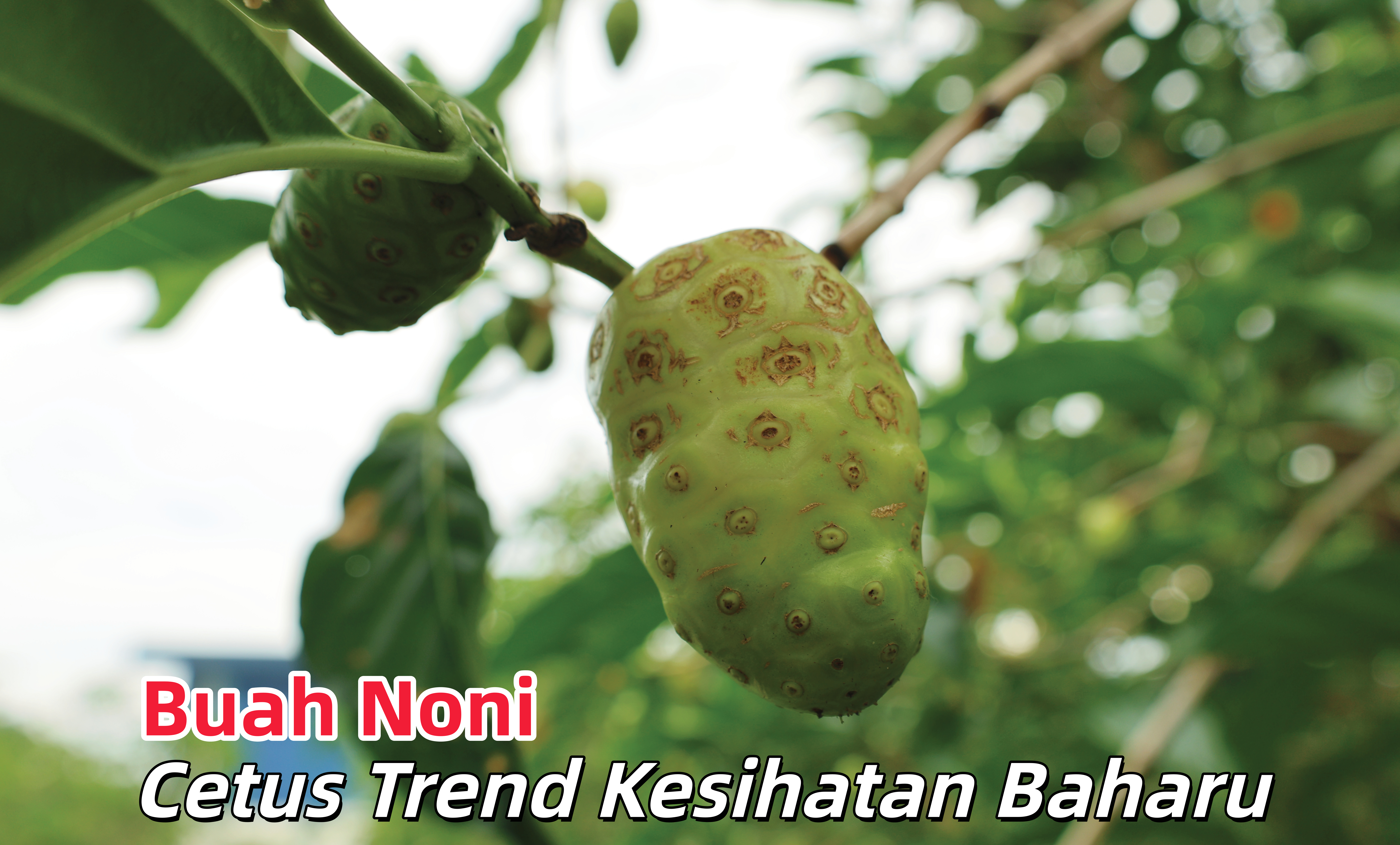 Buah Noni Cetus Trend Kesihatan Baharu - Agrimag