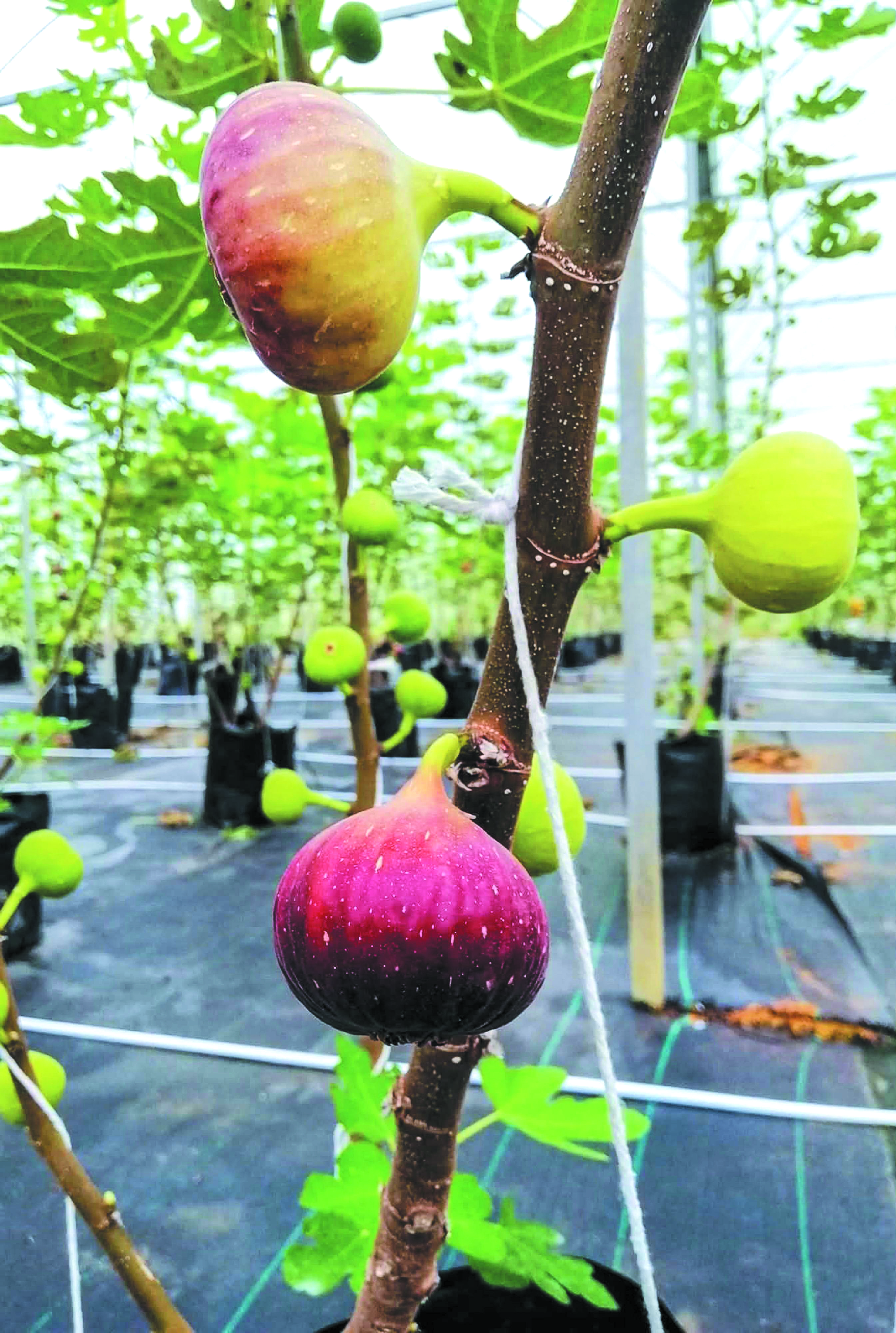 Potensi Profigs Jengka Lokasi Agro Pelancongan Buah Tin - Agrimag